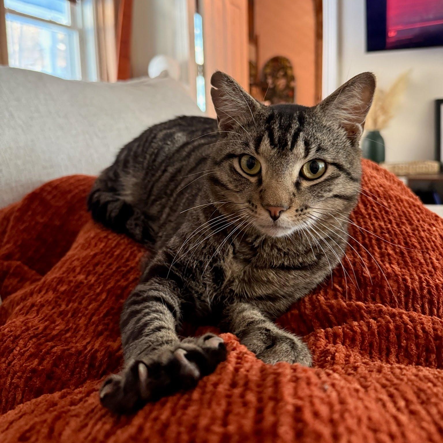 Enlarge Tiger, a ADOPTABLE mixed breed in Hopkinton, MA image 2/4