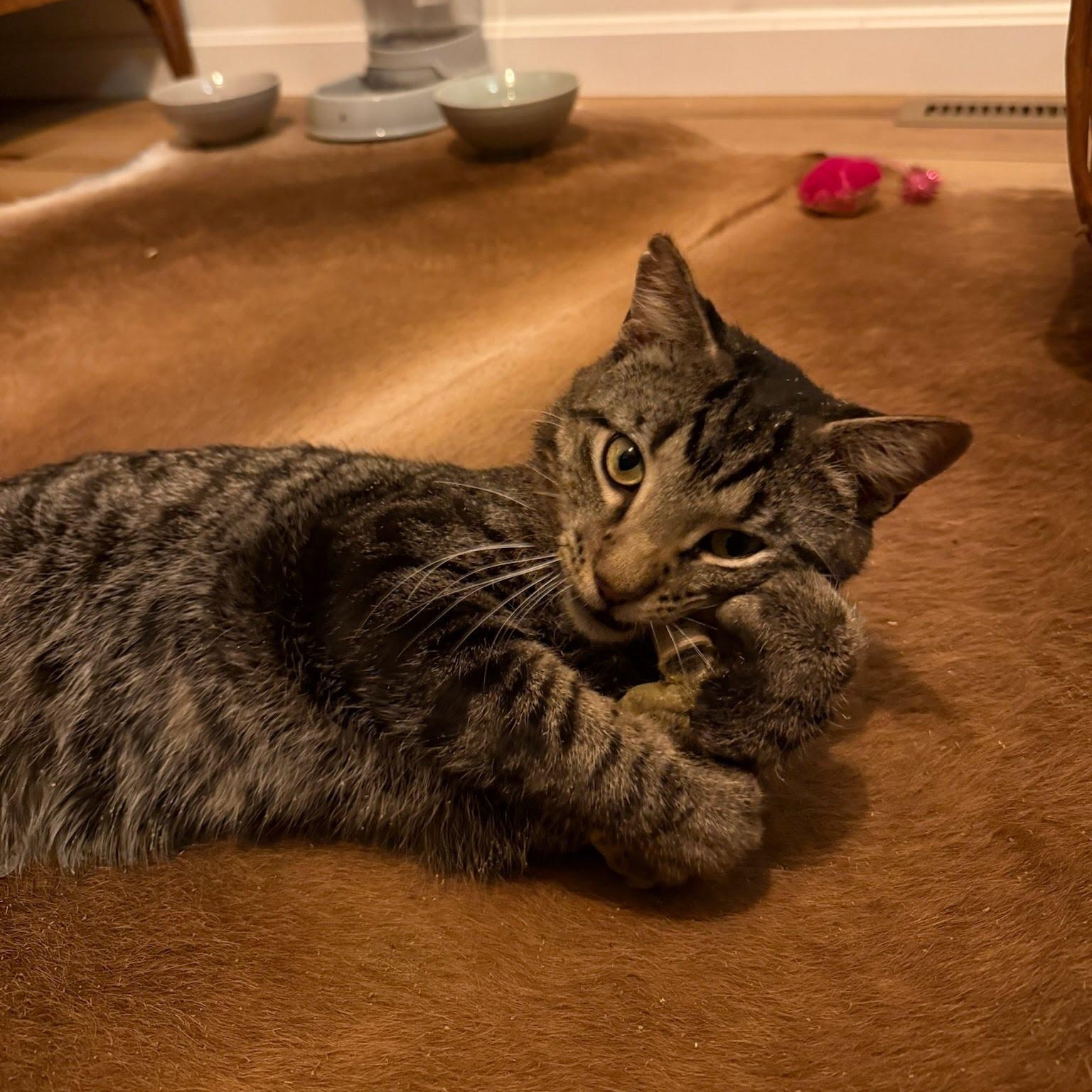 Enlarge Tiger, a ADOPTABLE mixed breed in Hopkinton, MA image 3/4