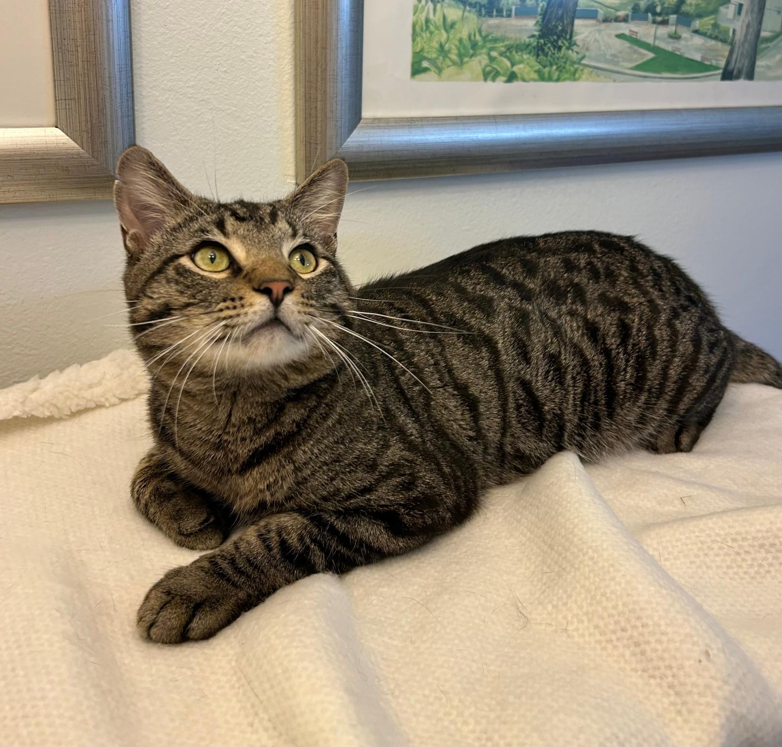 Enlarge Tiger, a ADOPTABLE mixed breed in Hopkinton, MA image 1/4