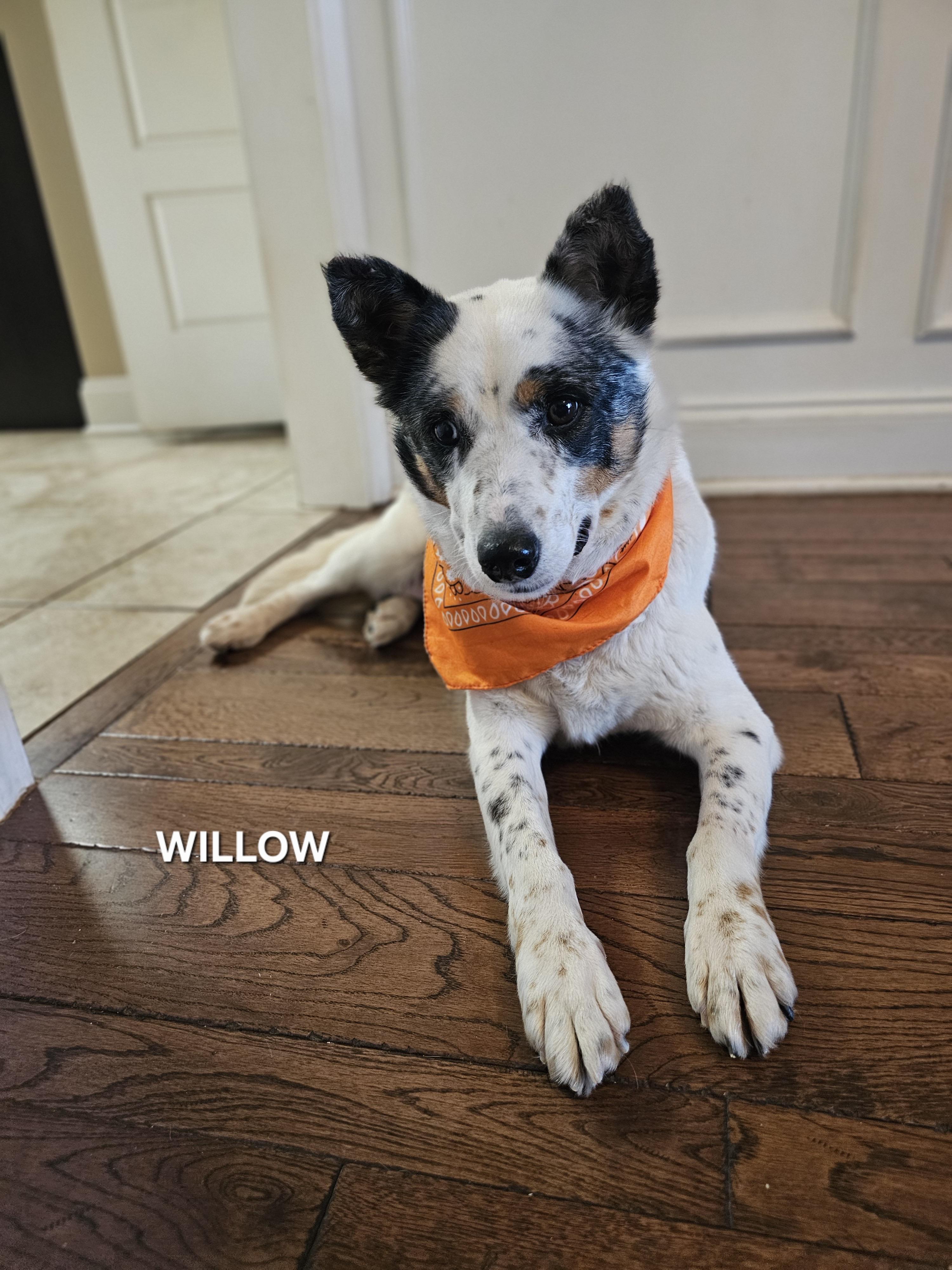 Enlarge Willow, a ADOPTABLE mixed breed in Maryville, TN image 4/5
