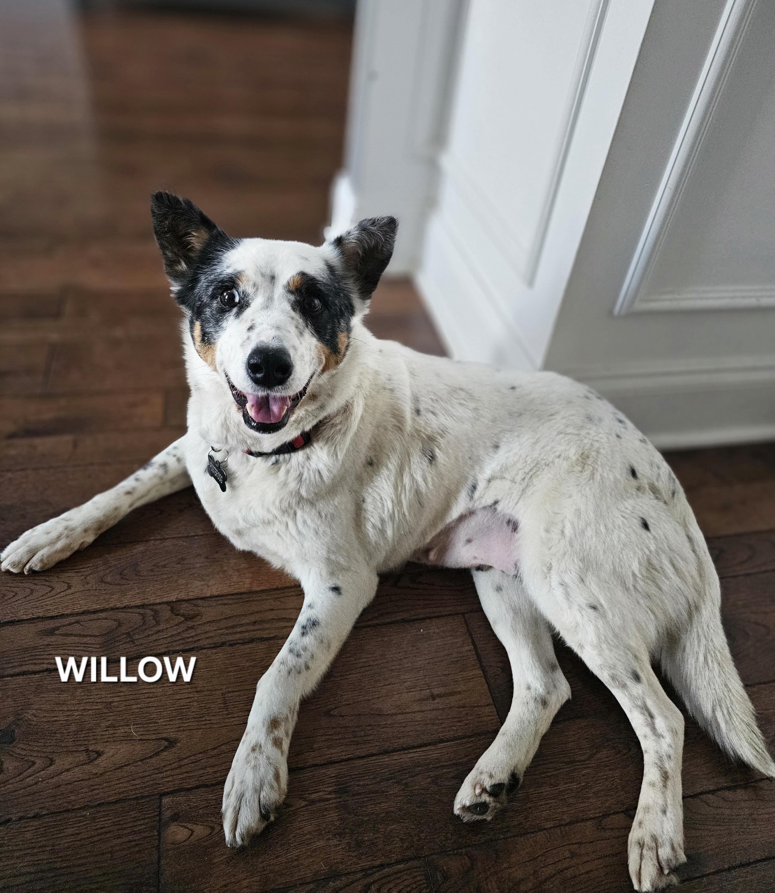 Enlarge Willow, a ADOPTABLE mixed breed in Maryville, TN image 2/5