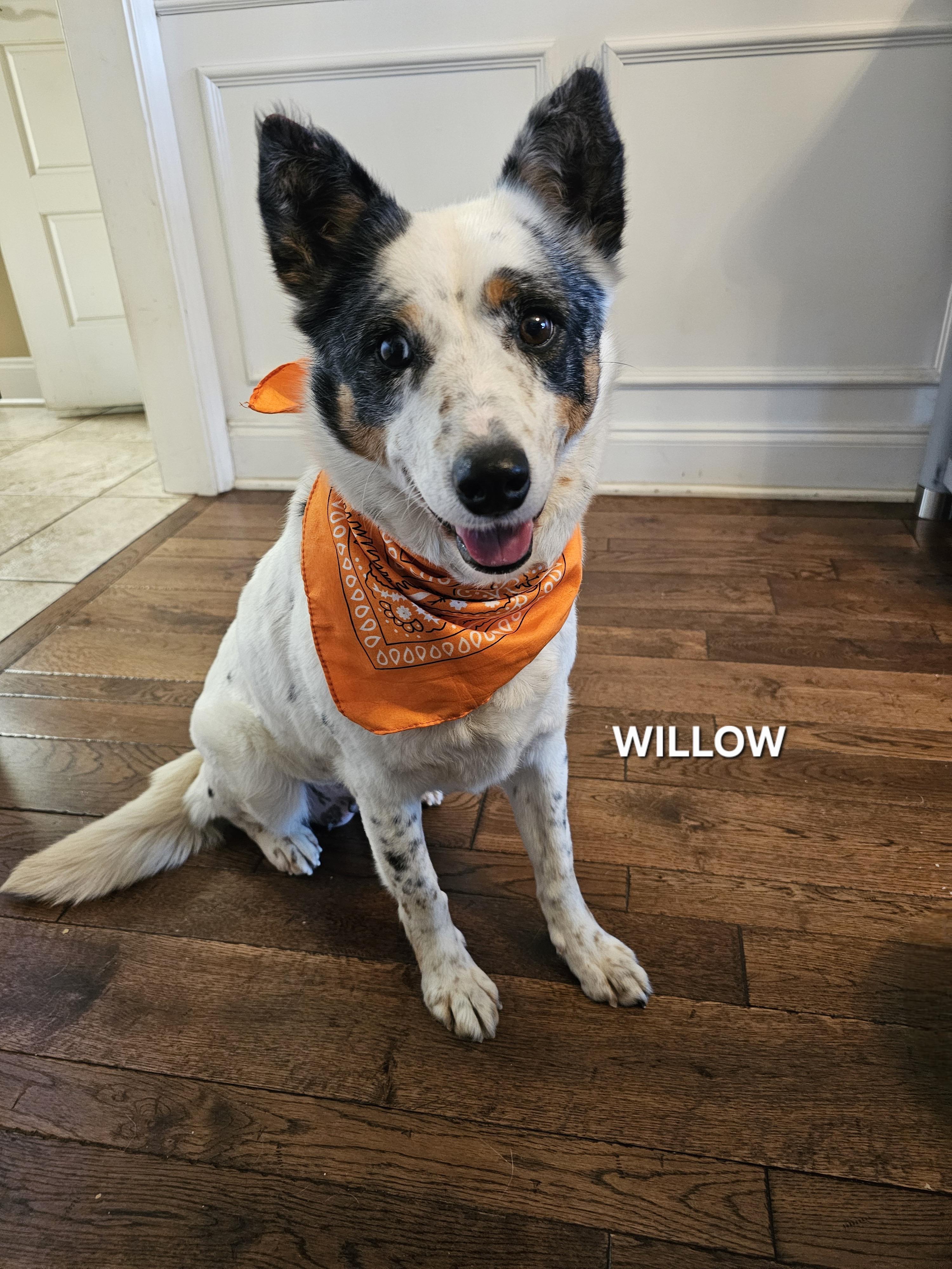 Enlarge Willow, a ADOPTABLE mixed breed in Maryville, TN image 3/5