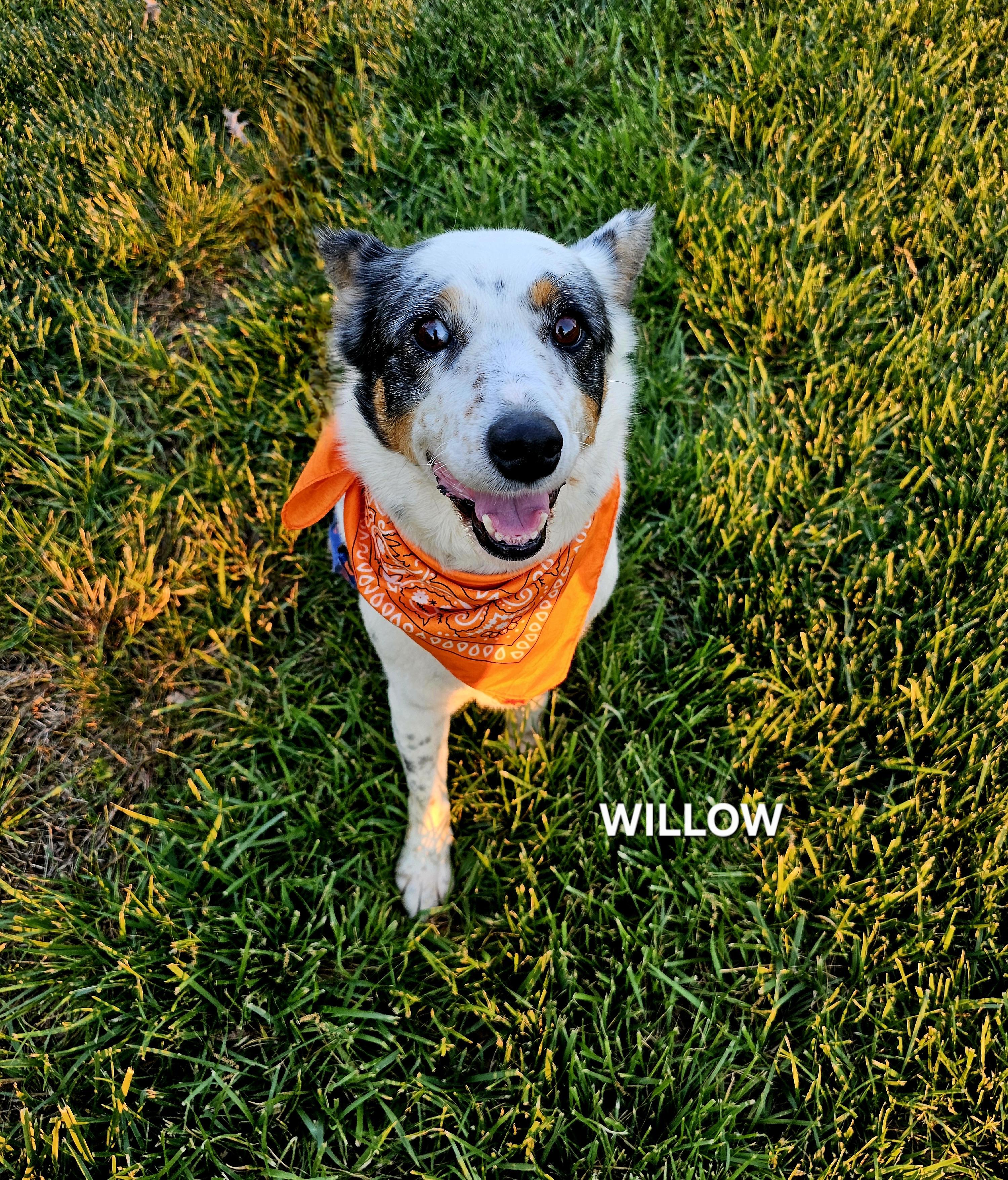 Enlarge Willow, a ADOPTABLE mixed breed in Maryville, TN image 5/5