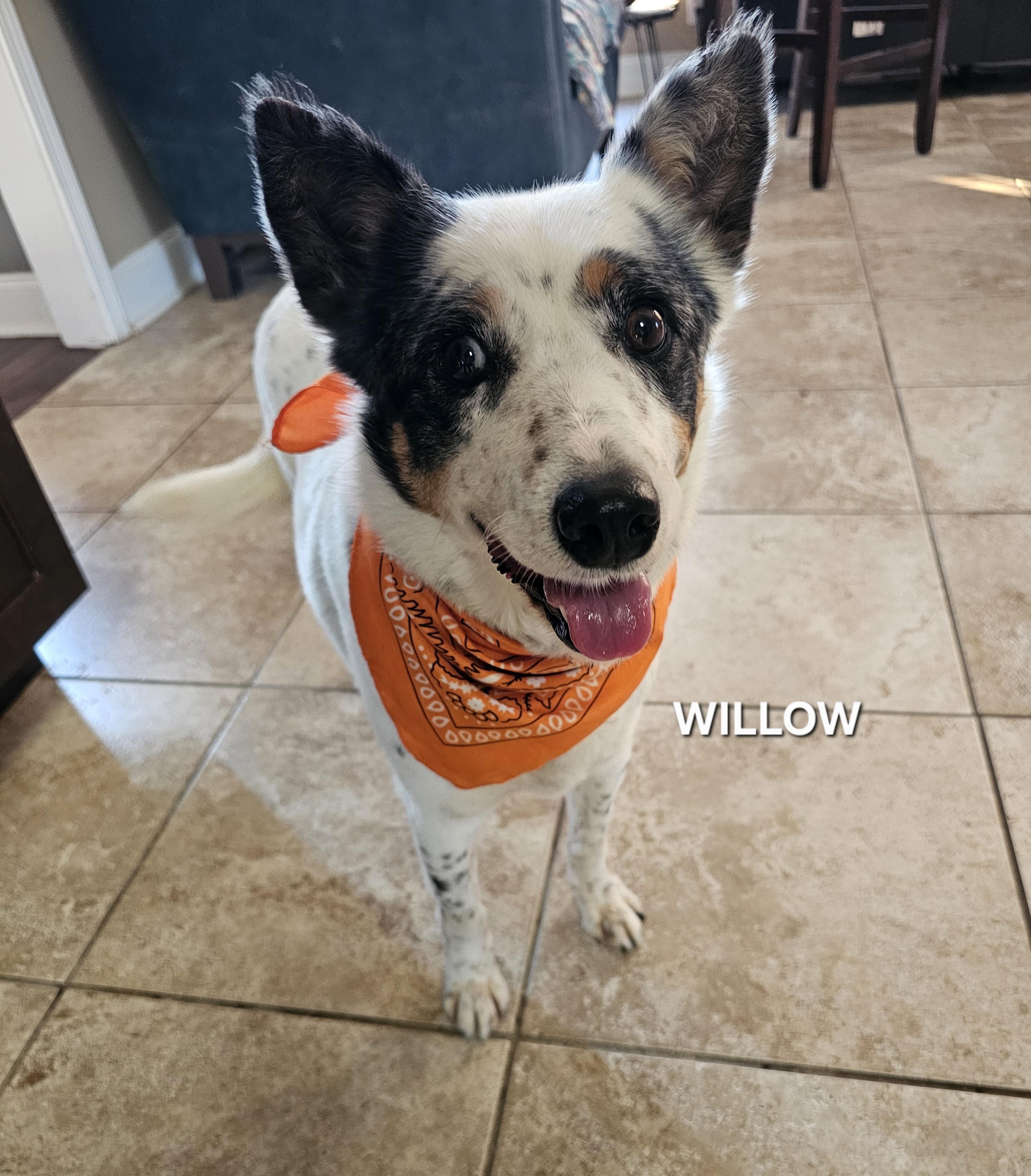Enlarge Willow, a ADOPTABLE mixed breed in Maryville, TN image 1/5