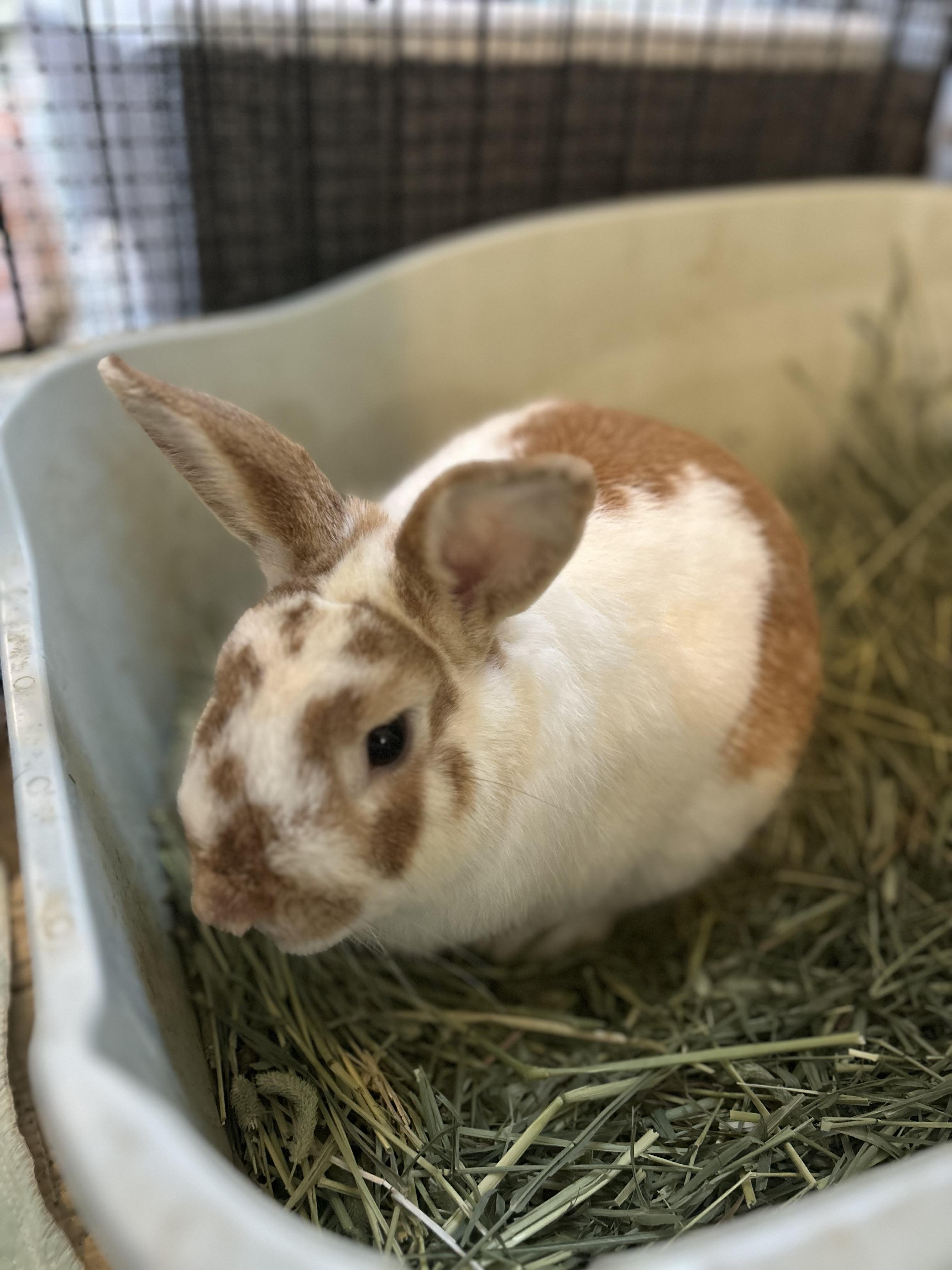 Enlarge Willy, a ADOPTABLE Bunny Rabbit in Bishopville, SC image 2/2