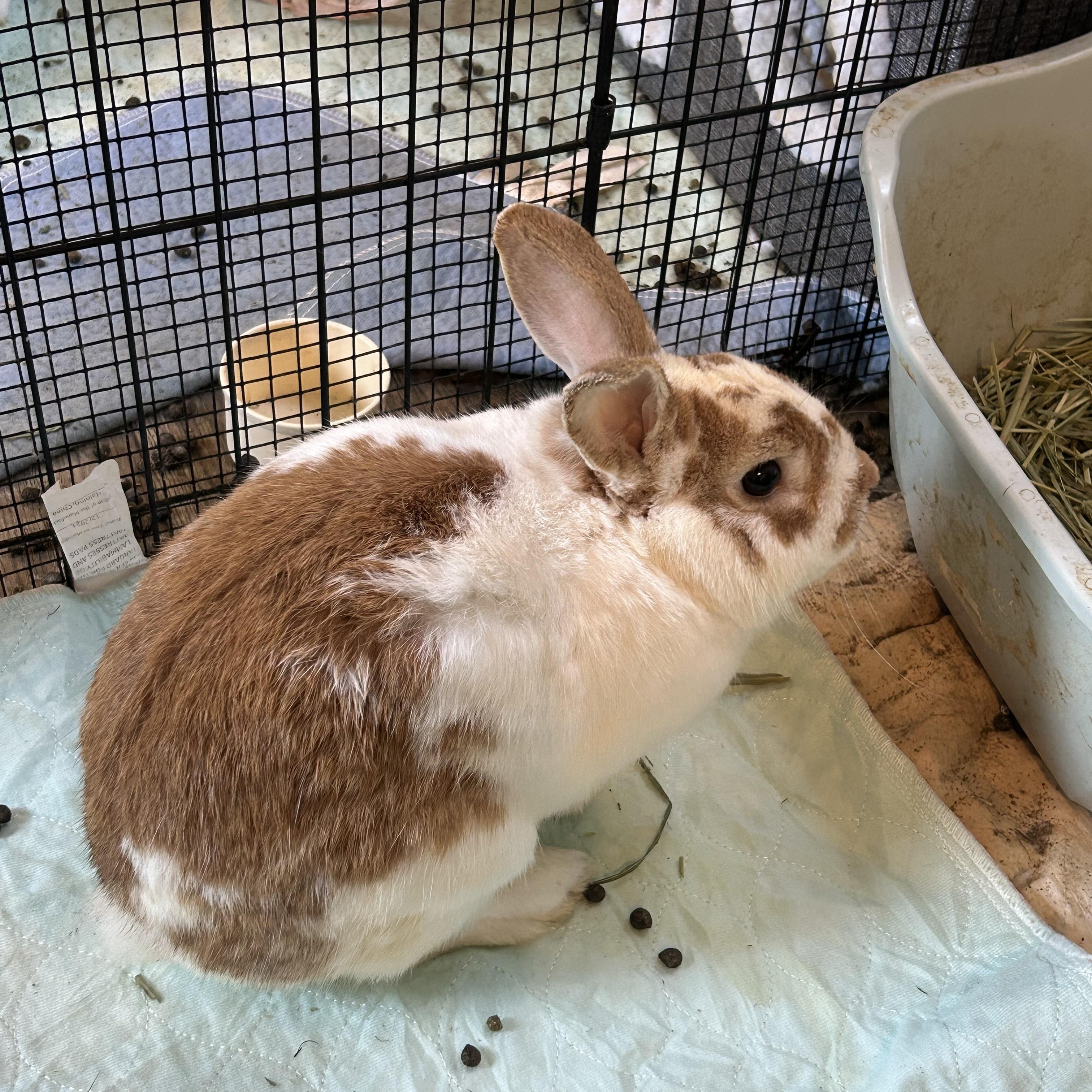 Willy, ADOPTABLE, Young Male Bunny Rabbit.