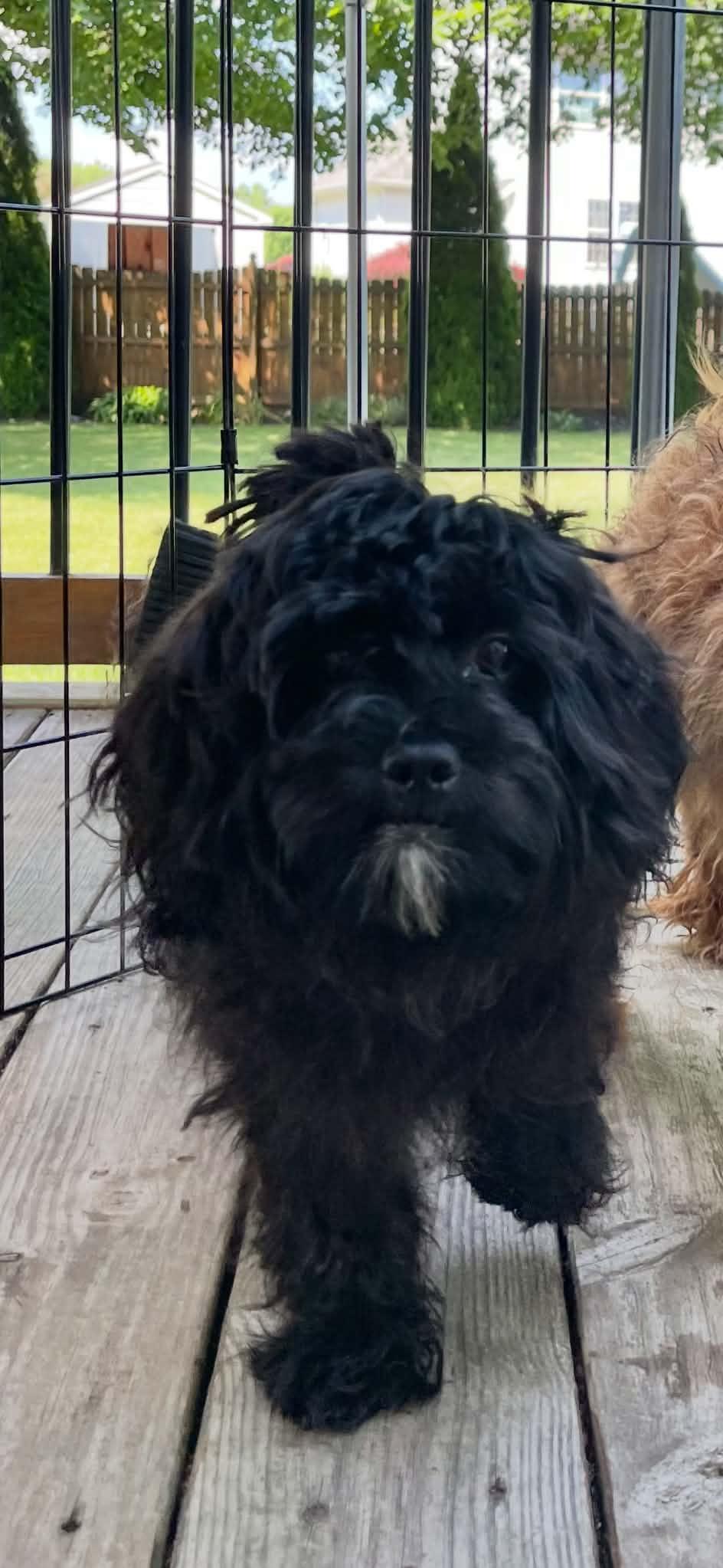 Arrow, a ADOPTABLE Shih poo in Brunswick, ME image 2/2