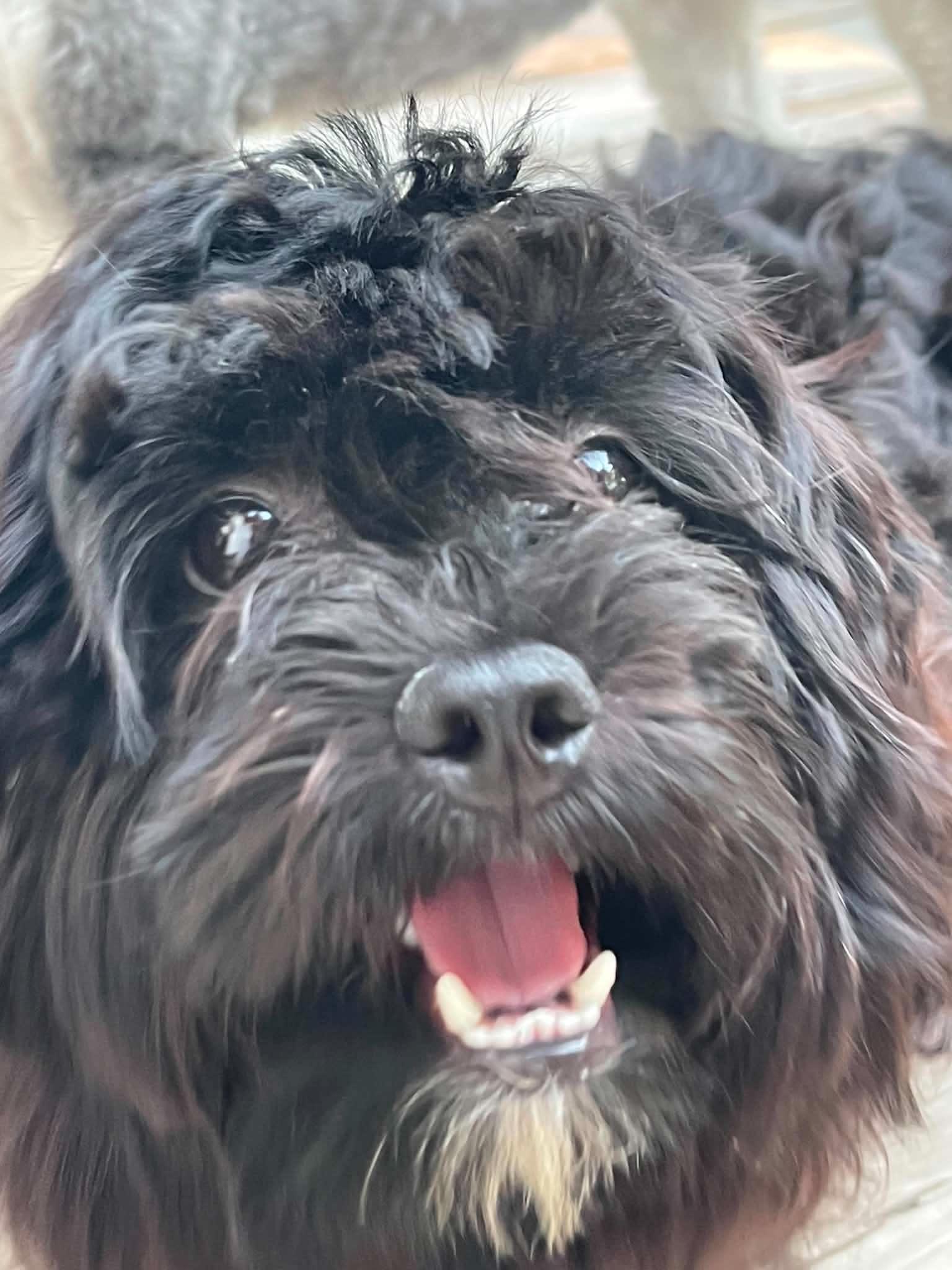 Arrow, a ADOPTABLE Shih poo in Brunswick, ME image 1/2