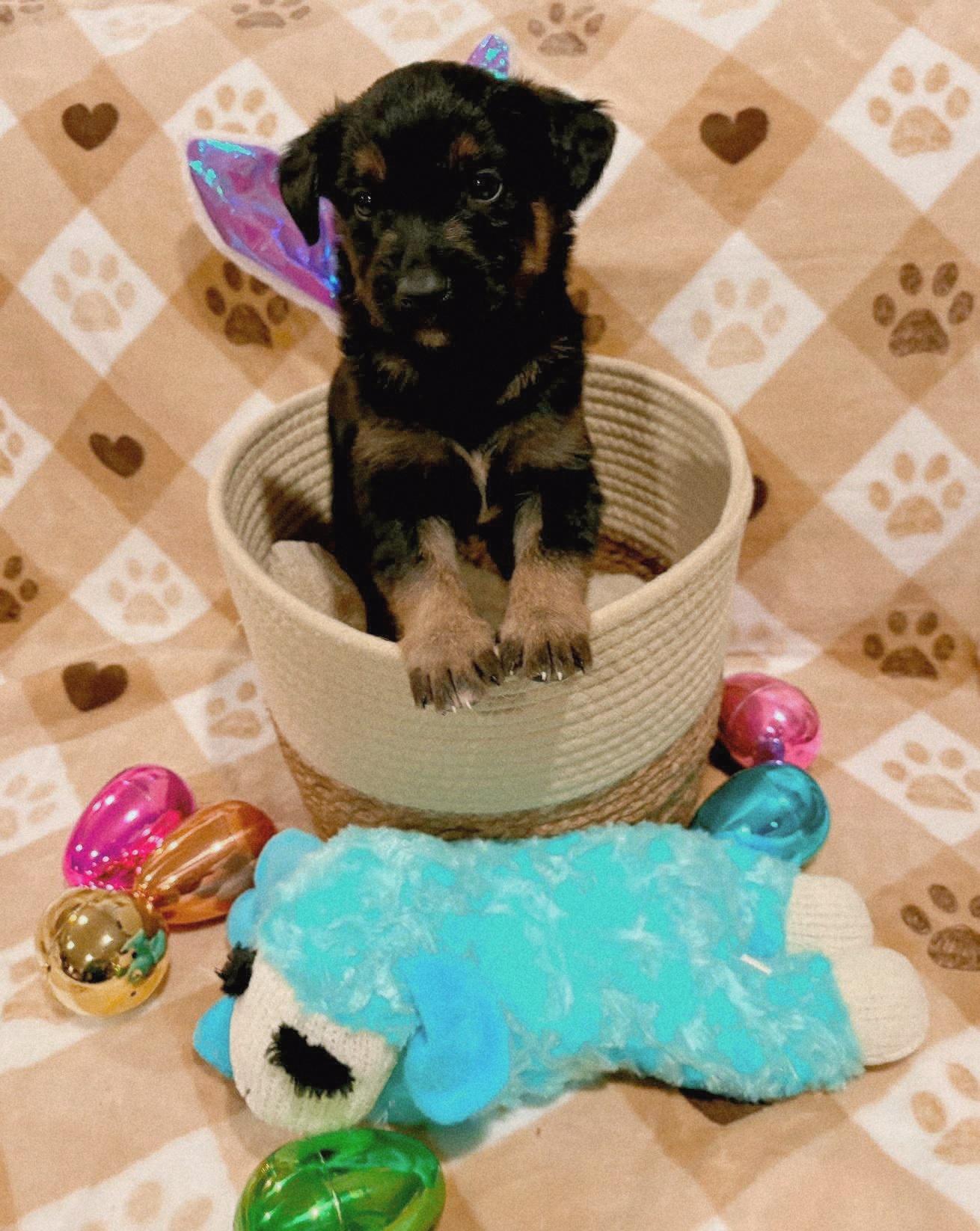 Enlarge Guinness, a ADOPTABLE mixed breed in Sawyer, ND image 5/6