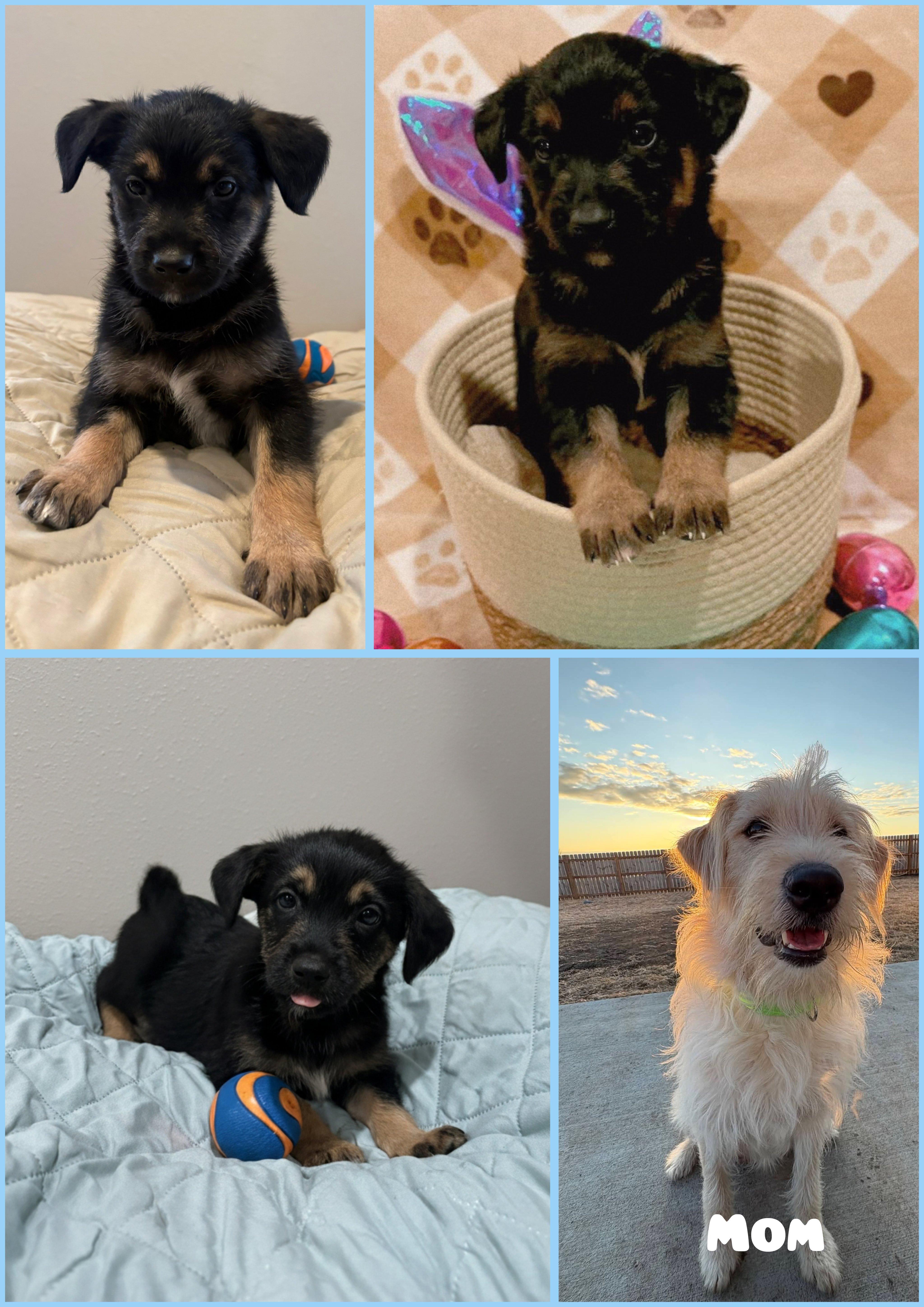 Guinness, ADOPTABLE, Puppy Male Goldendoodle & Chocolate Labrador Retriever.