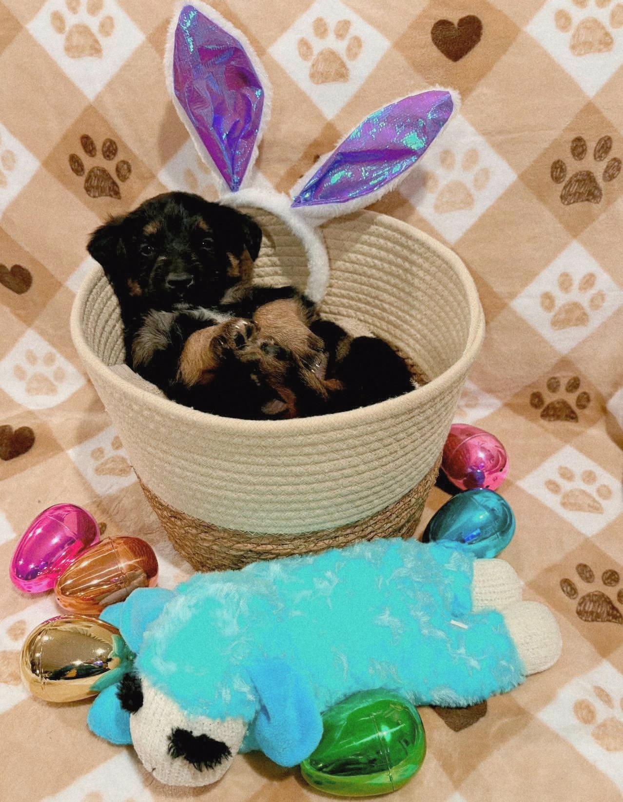 Enlarge Guinness, a ADOPTABLE mixed breed in Sawyer, ND image 6/6