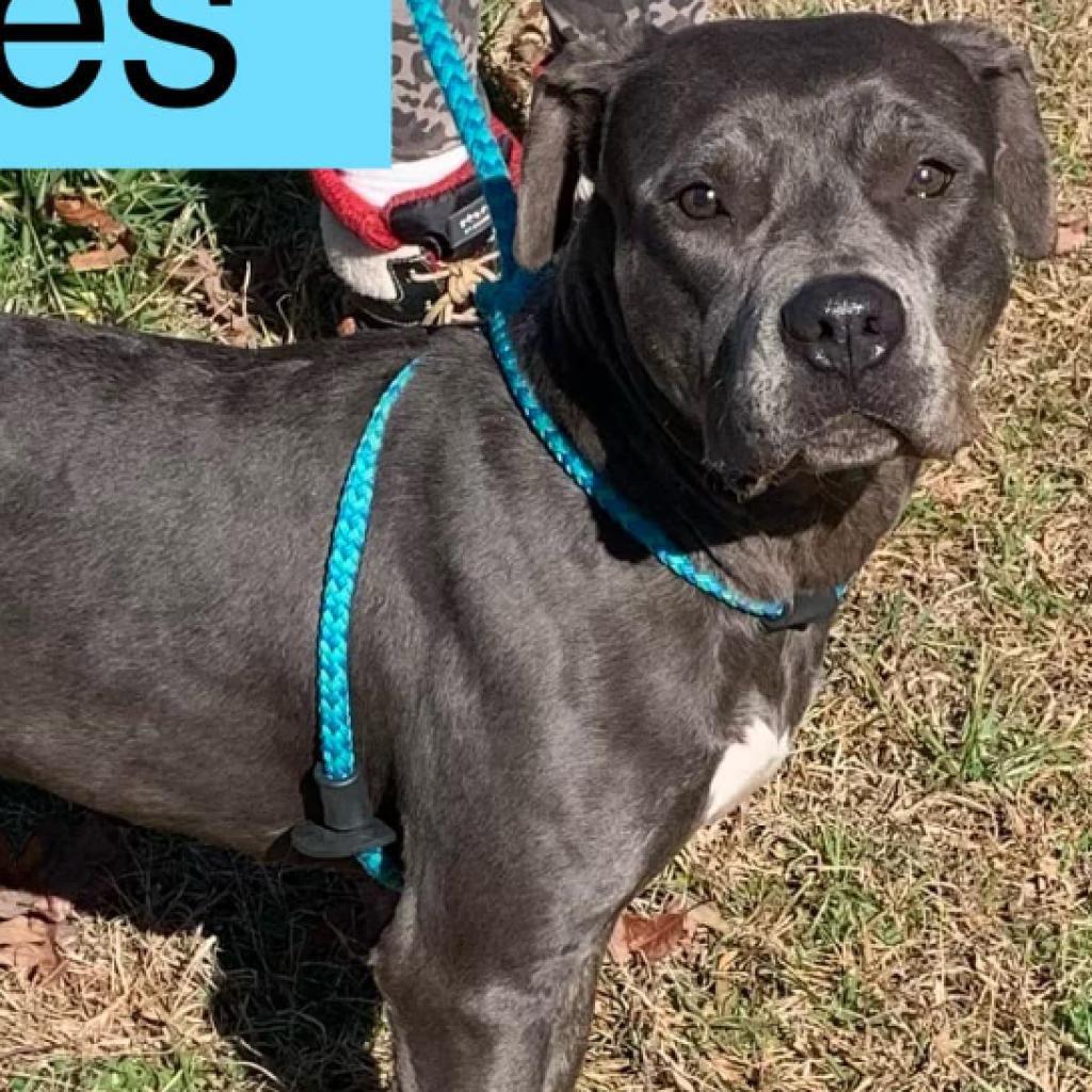 Tootles, Adoptable, Adult Female Pit Bull Terrier & Rottweiler.