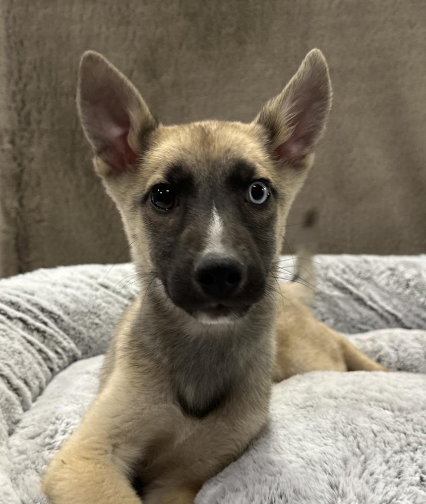 Parker, Adoptable, Puppy Male German Shepherd Dog.
