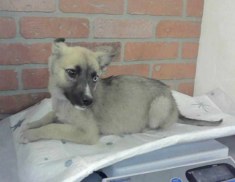 Enlarge Parker, a Adoptable mixed breed in Sedalia, CO image 2/3