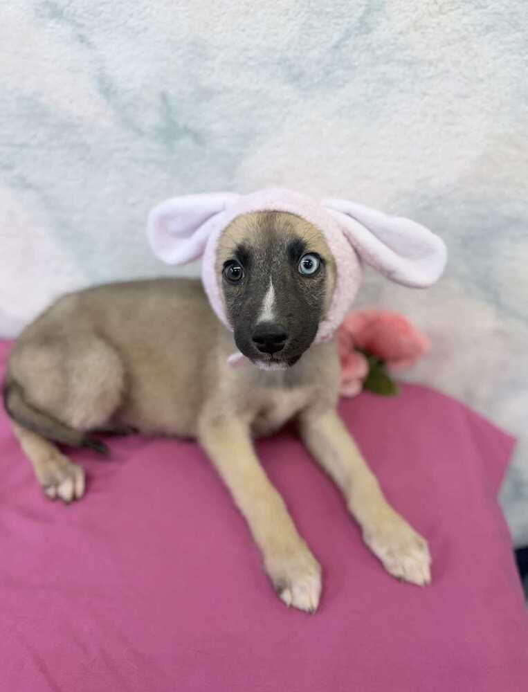 Enlarge Parker, a Adoptable mixed breed in Sedalia, CO image 3/3