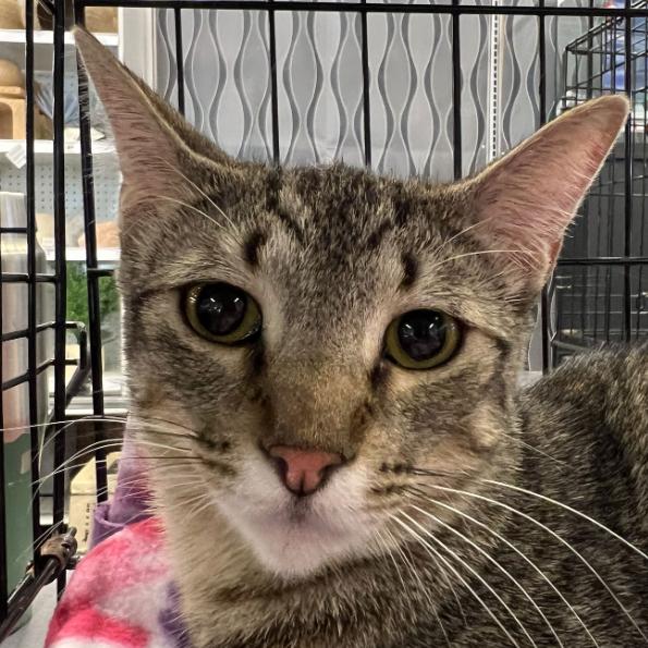 Enlarge Kenny, a Adoptable Domestic Short Hair in Houston, TX image 1/2