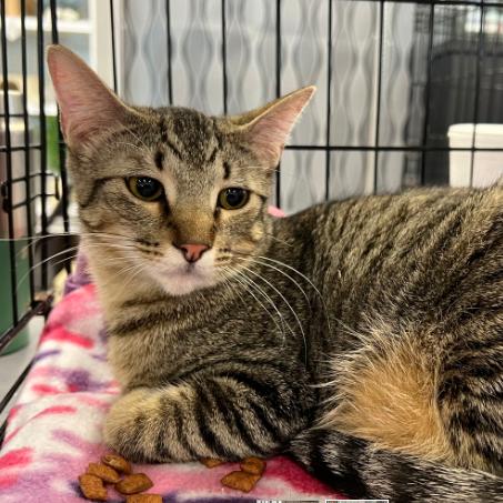 Enlarge Kenny, a Adoptable Domestic Short Hair in Houston, TX image 2/2