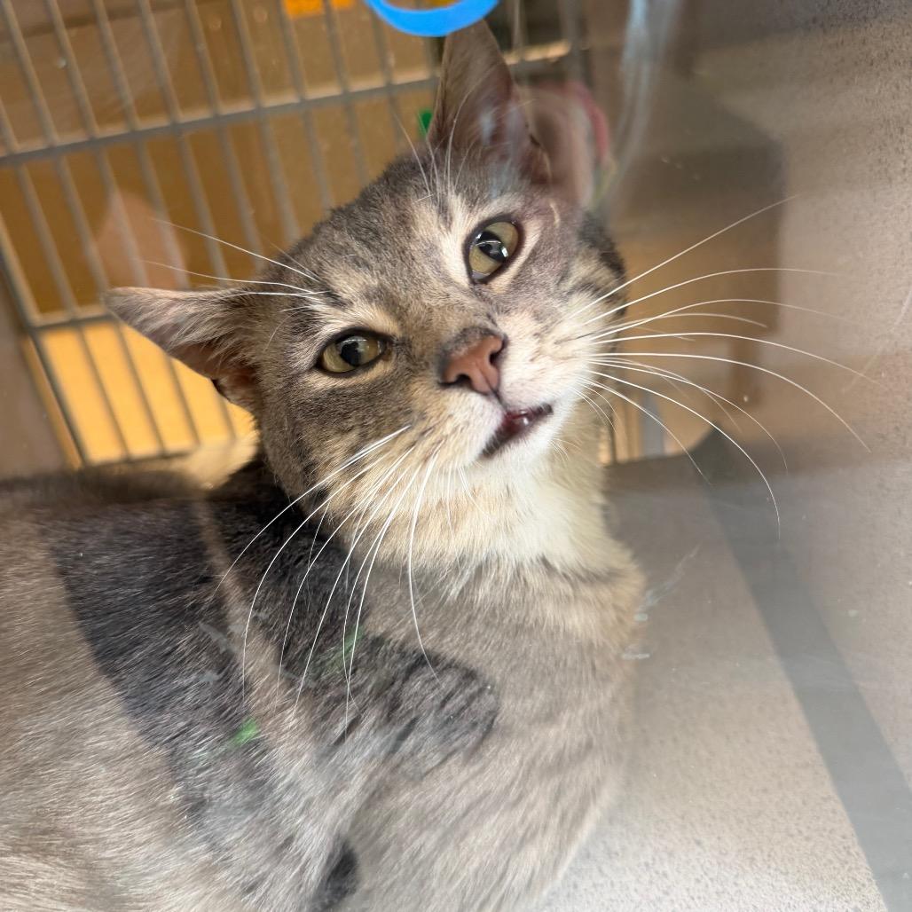 Ricky, Adoptable, Adult Male Domestic Short Hair.
