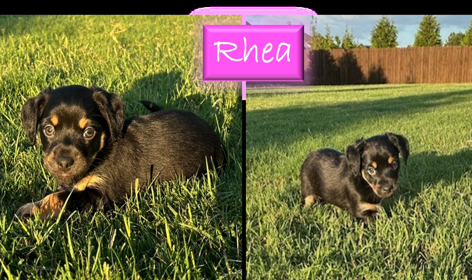 Dog for adoption Rhea, a Dachshund & Chihuahua Mix in Bella Vista, AR