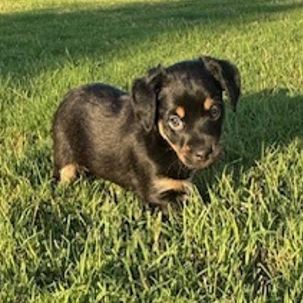 Dog for adoption Rhea, a Dachshund & Chihuahua Mix in Bella Vista, AR