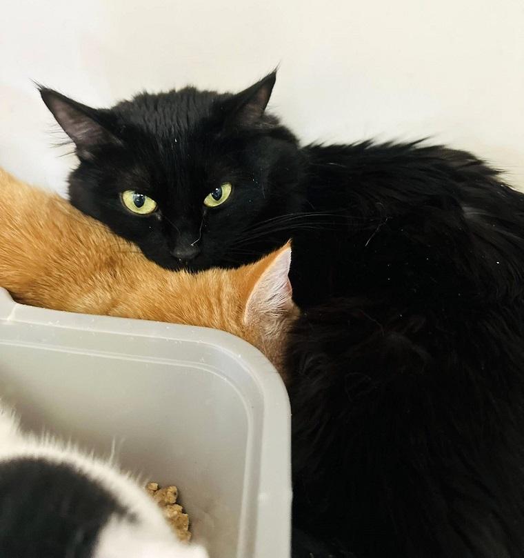 REVOLUTION, ADOPTABLE, Young Female Domestic Short Hair.