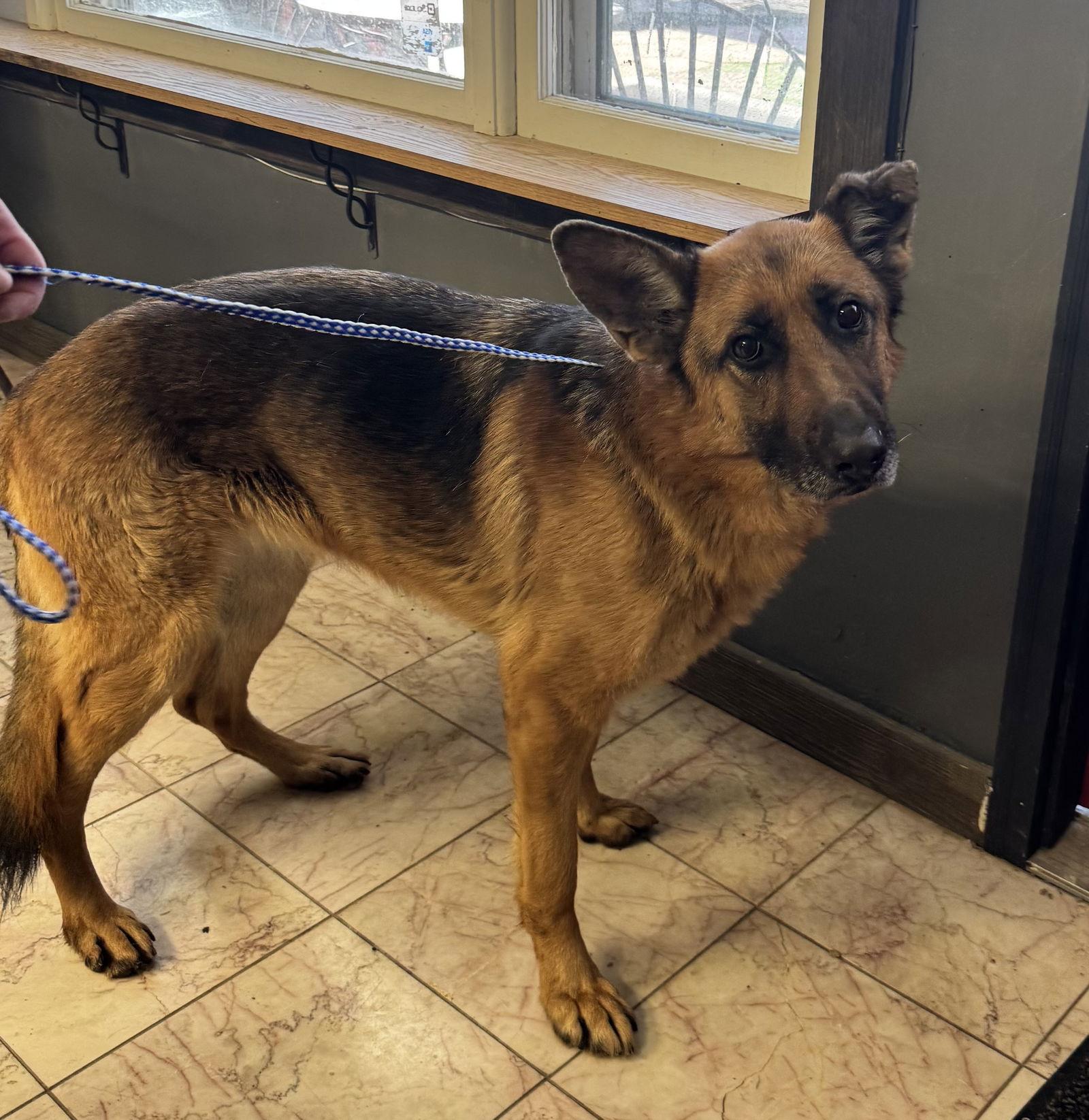 Tifa, Adoptable, Adult Female German Shepherd Dog.