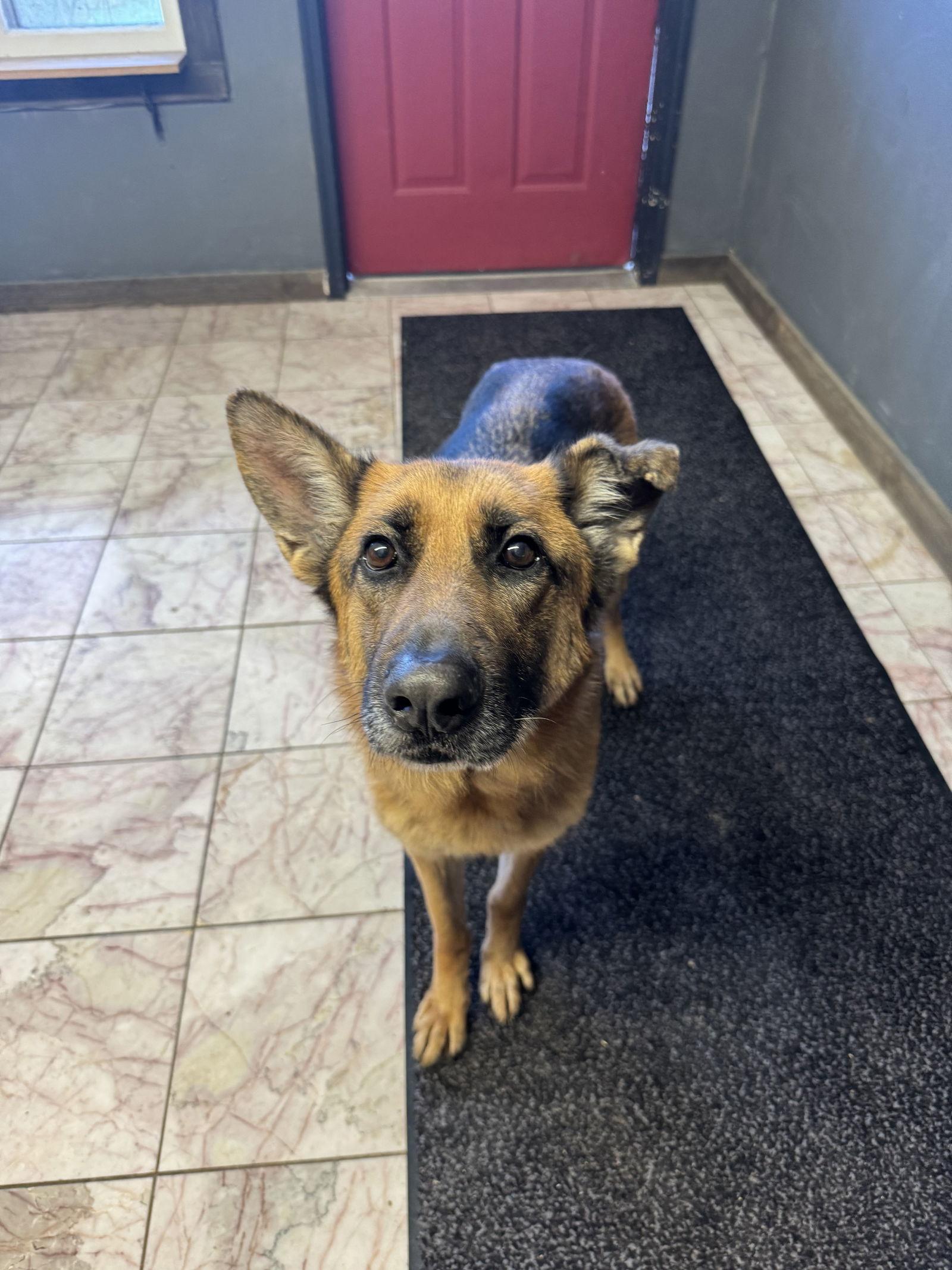 Enlarge Tifa, a Adoptable German Shepherd Dog in Leavenworth, KS image 2/3