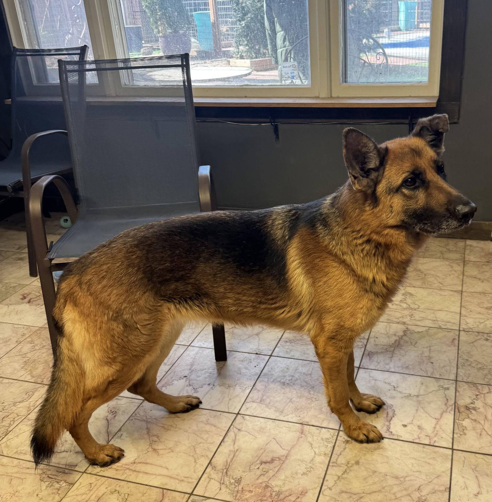 Enlarge Tifa, a Adoptable German Shepherd Dog in Leavenworth, KS image 3/3