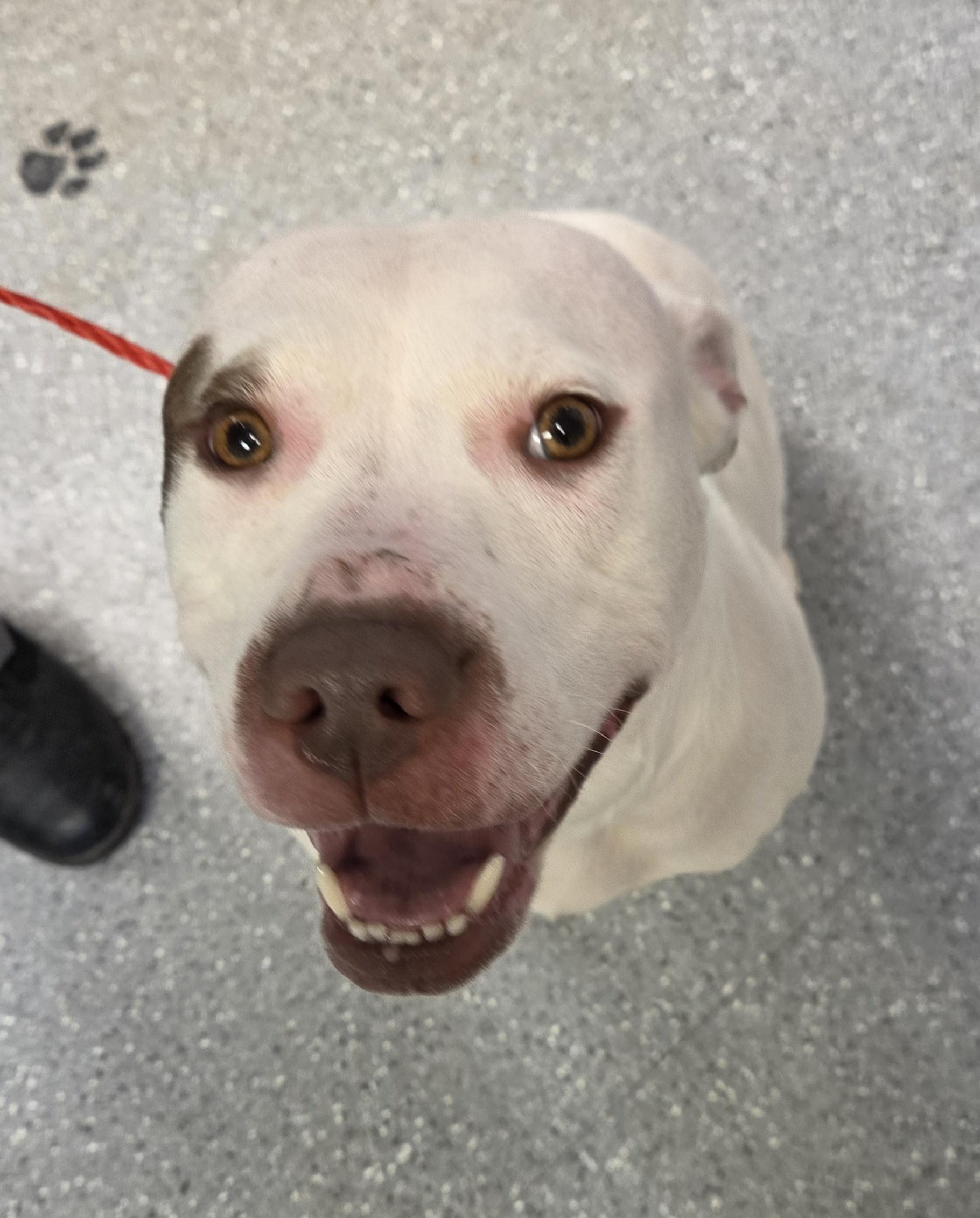 Ashley, a ADOPTABLE Pit Bull Terrier in Watertown, NY image 2/2