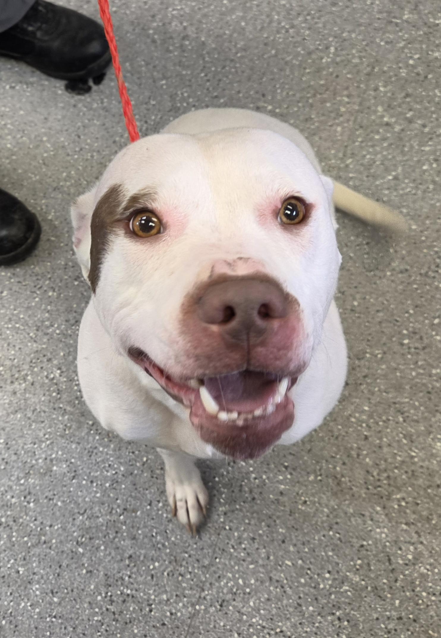 Ashley, a ADOPTABLE Pit Bull Terrier in Watertown, NY image 1/2