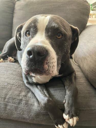 Mr.Piggy, Adoptable, Senior Male Pit Bull Terrier.