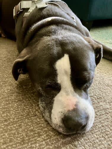 Enlarge Mr.Piggy, a Adoptable Pit Bull Terrier in La Habra, CA image 3/4