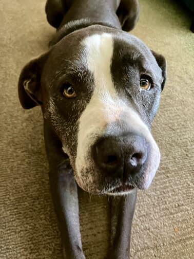 Mr.Piggy, Adoptable, Senior Male Pit Bull Terrier.