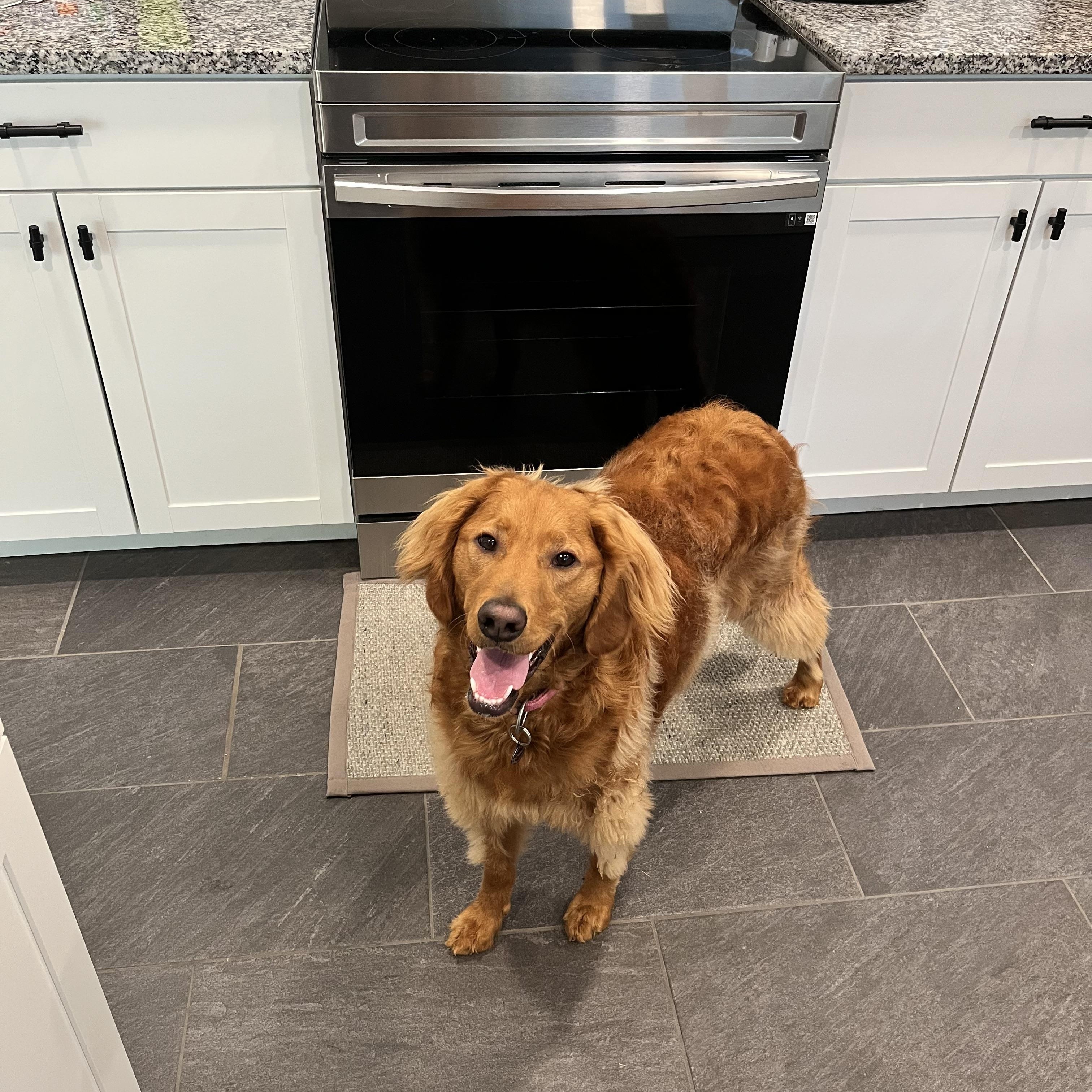 Enlarge Clarabelle, a ADOPTABLE Goldendoodle in Sherman, CT image 1/5