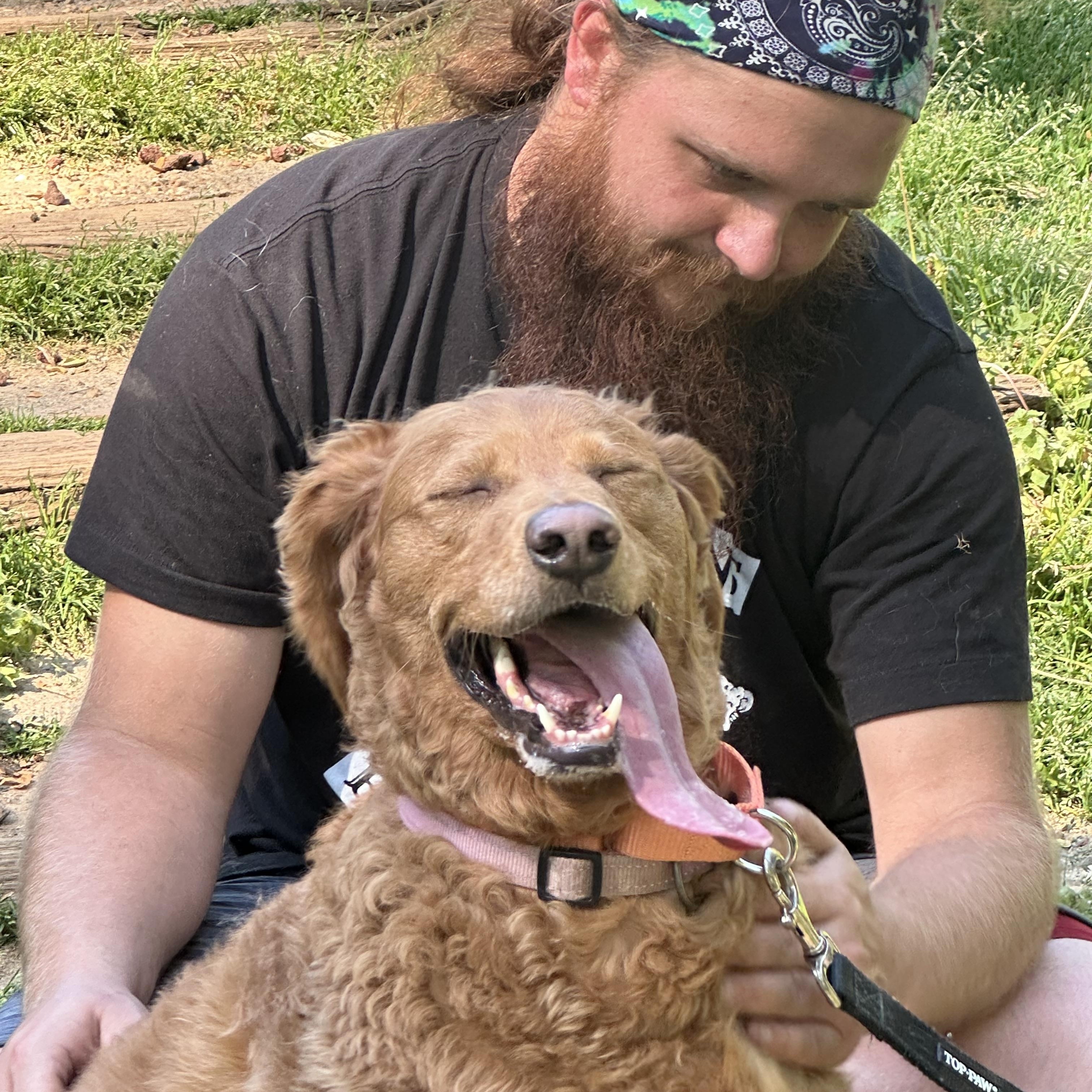 Clara, ADOPTABLE, Adult Female Golden Retriever & Poodle.