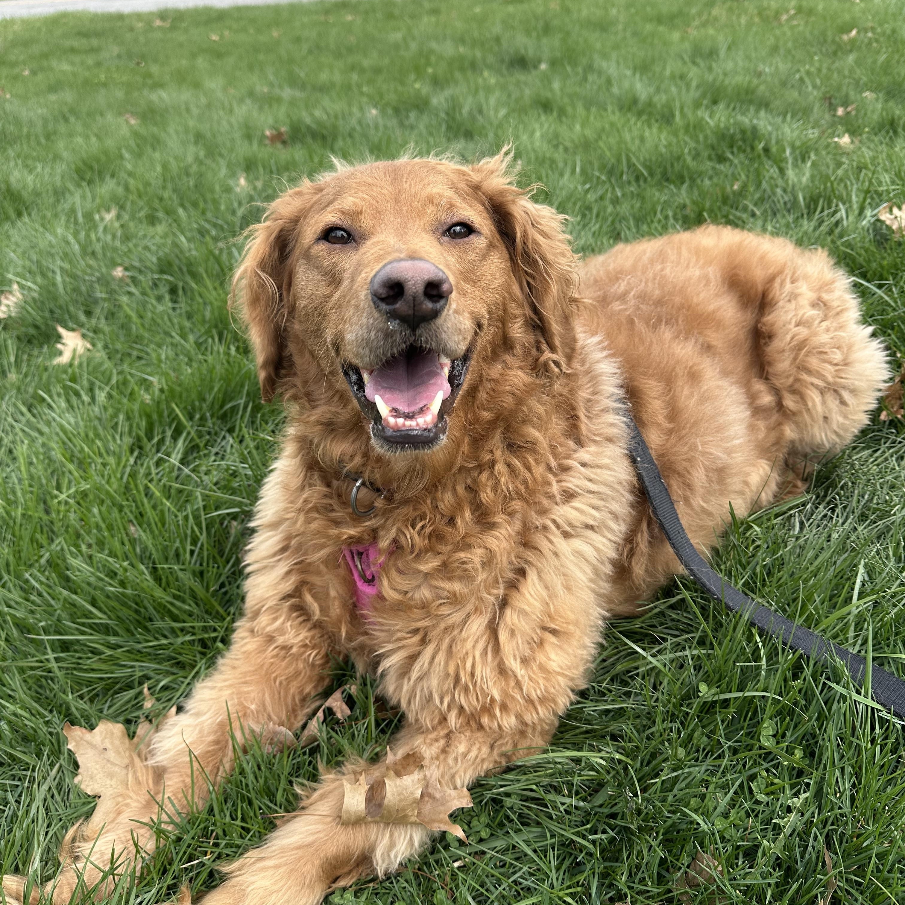Clara, ADOPTABLE, Adult Female Golden Retriever & Poodle.