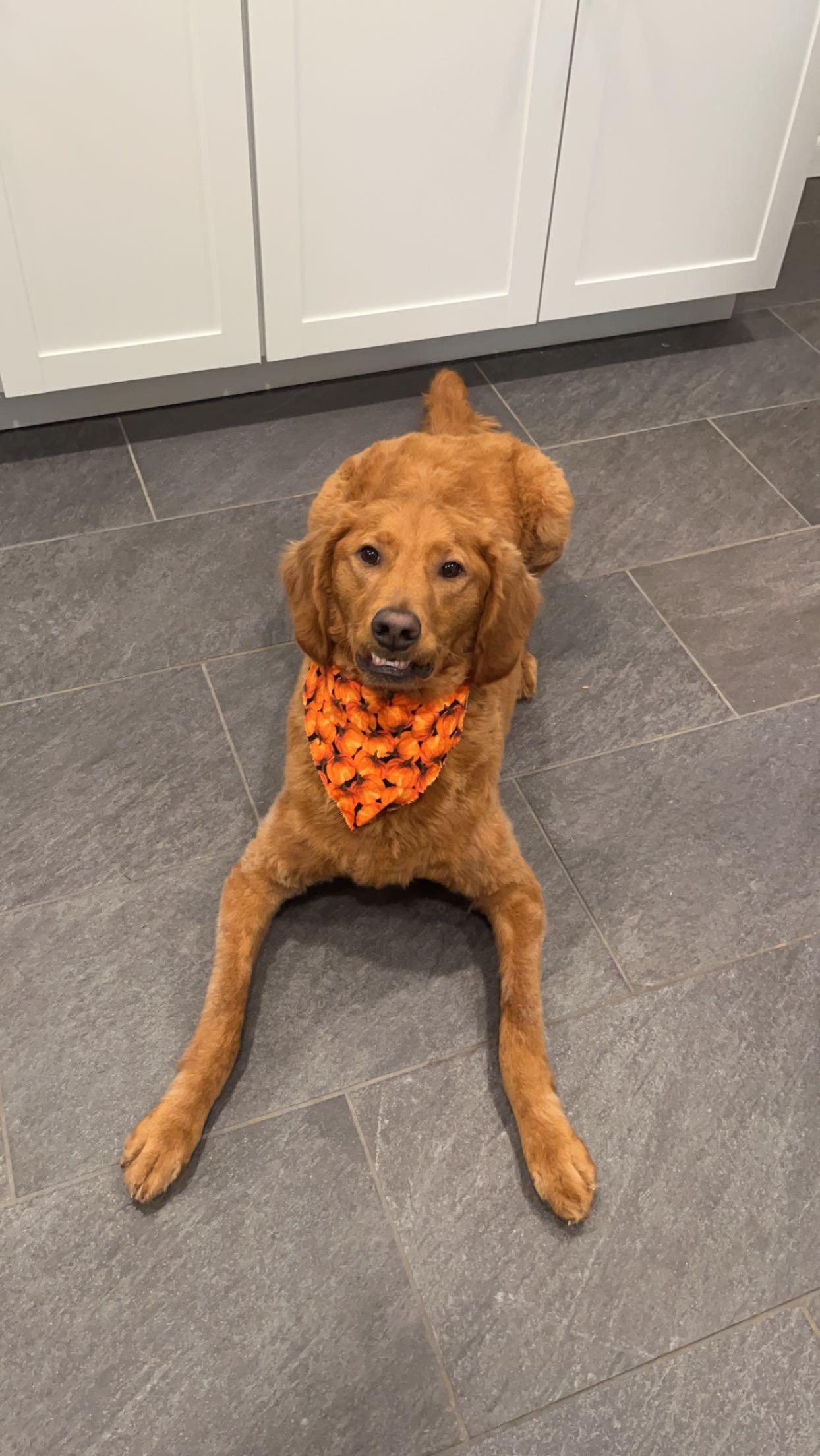 Enlarge Clarabelle, a ADOPTABLE Goldendoodle in Sherman, CT image 3/5