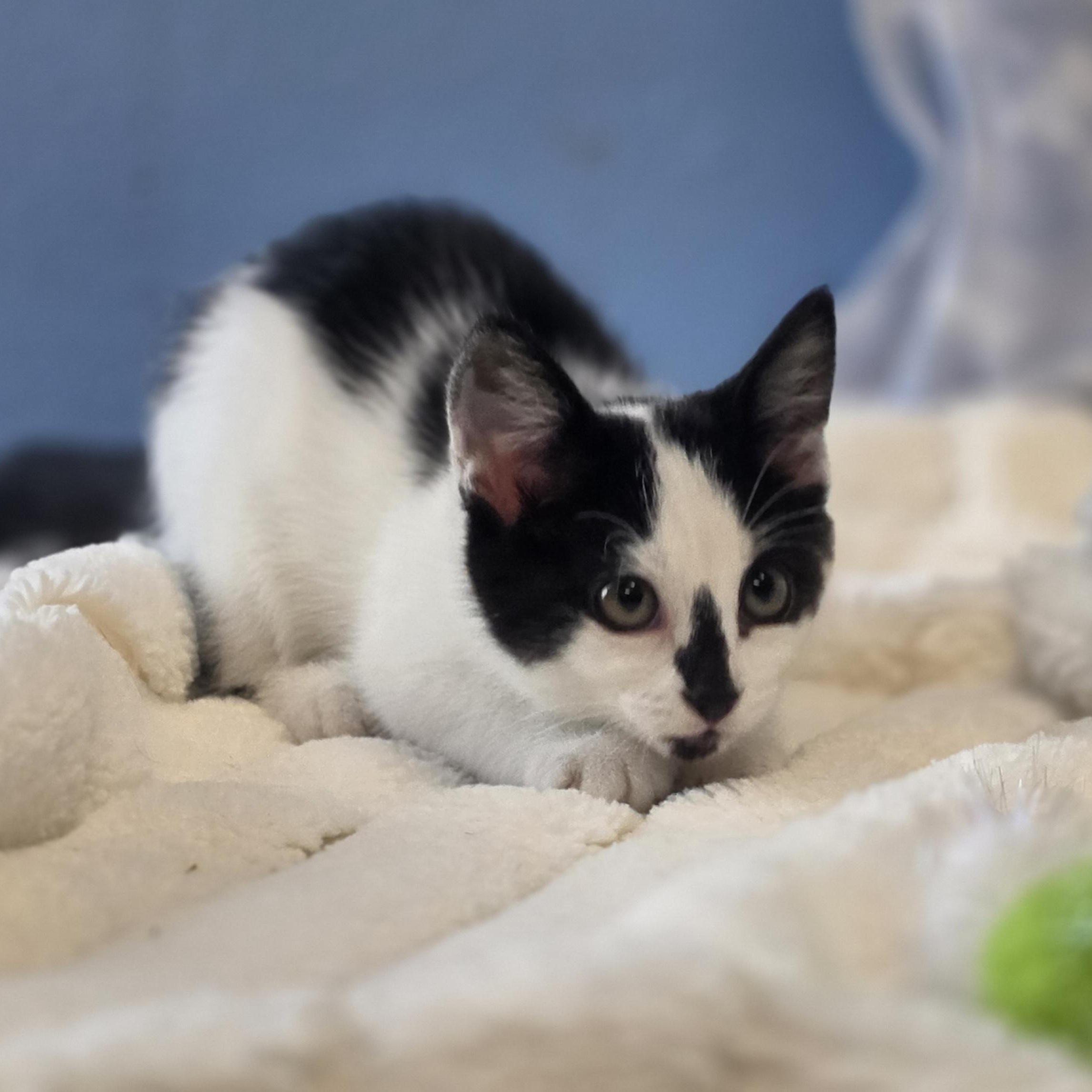Junie B. Jones, an adopted Domestic Short Hair in Lowell, AR image 5/5