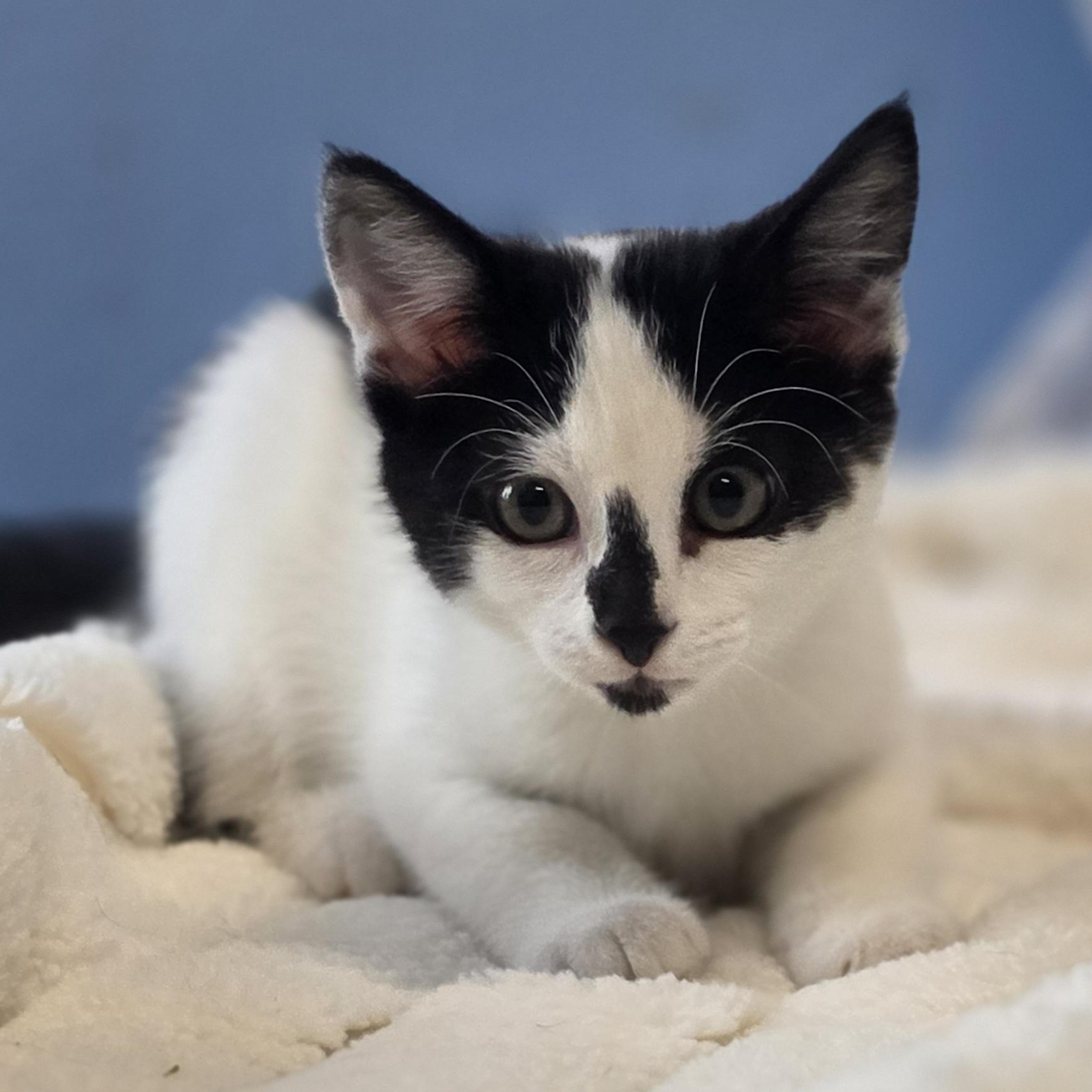 Junie B. Jones, adopted, Kitten Female Domestic Short Hair.