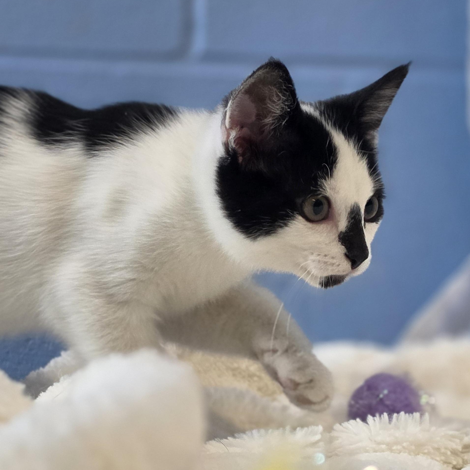 Junie B. Jones, an adopted Domestic Short Hair in Lowell, AR image 4/5