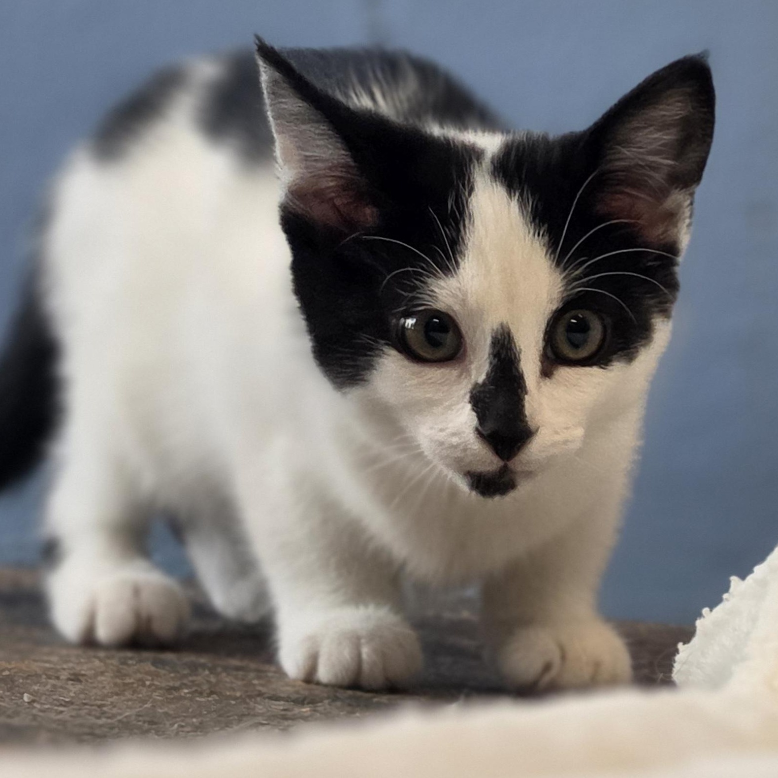 Junie B. Jones, an adopted Domestic Short Hair in Lowell, AR image 2/5