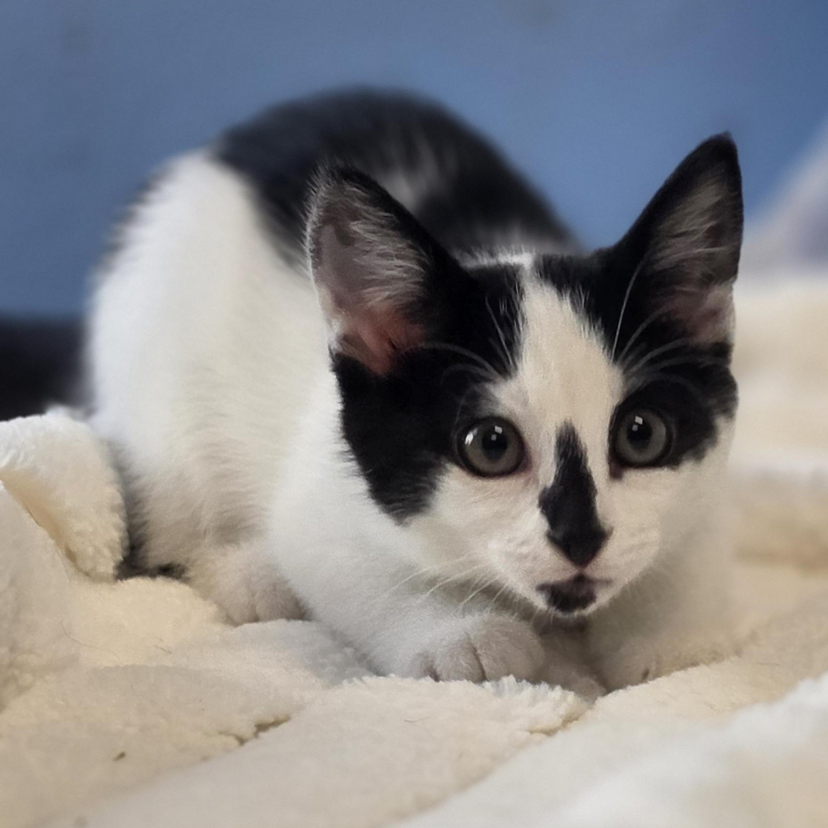 Junie B. Jones, an adopted Domestic Short Hair in Lowell, AR image 3/5