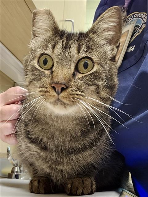 Enlarge FITCH, a Adoptable Domestic Short Hair in Clyde, NC image 1/1