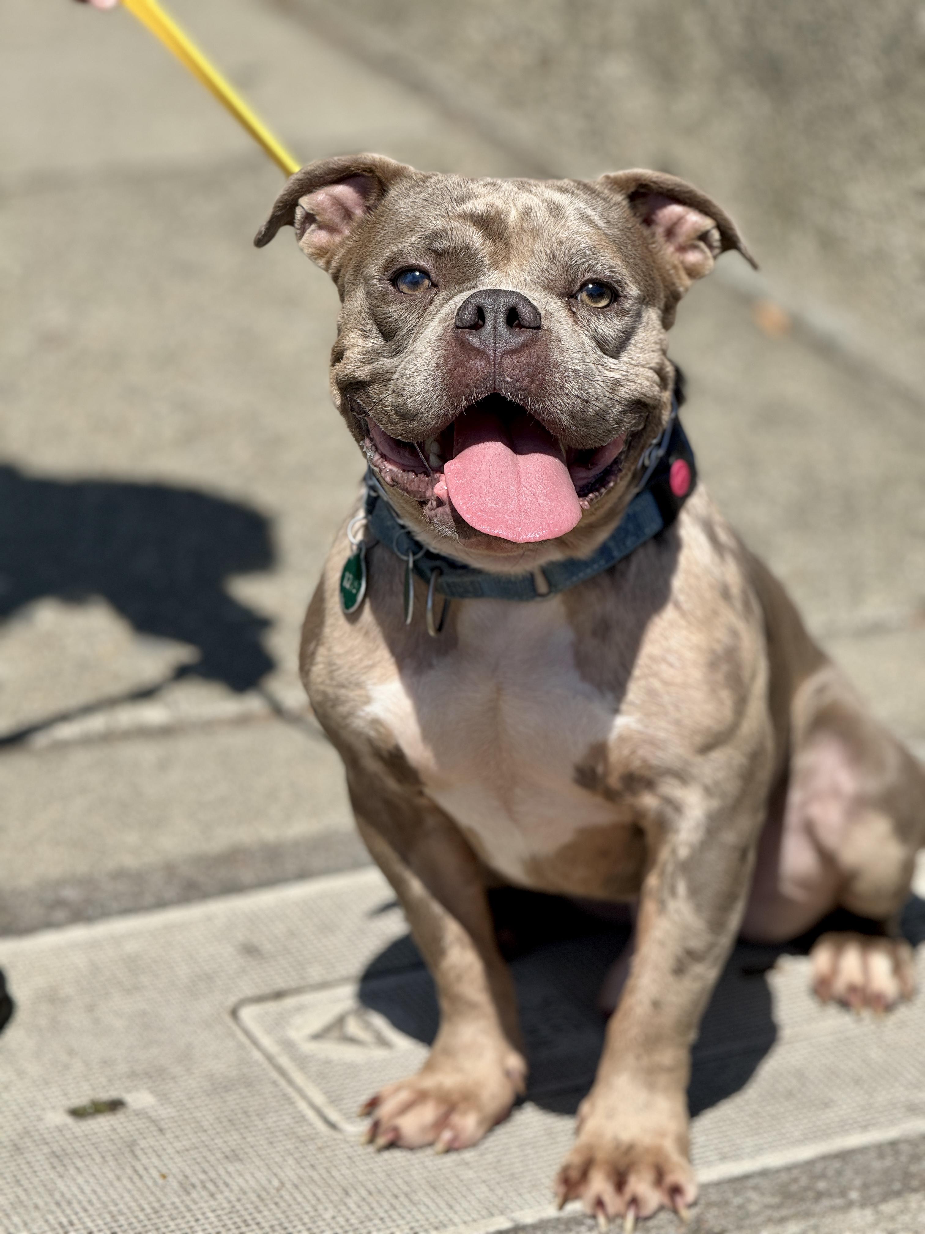 Hoss, Adoptable, Adult Male English Bulldog & Pit Bull Terrier.