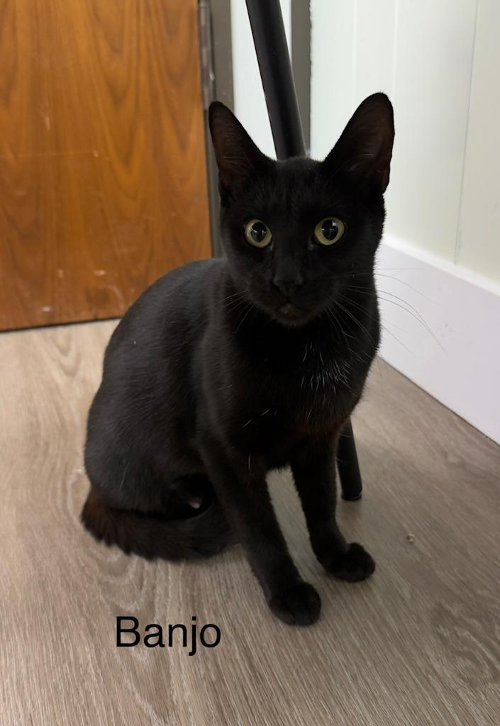 Banjo, Adoptable, Kitten Female Domestic Short Hair.