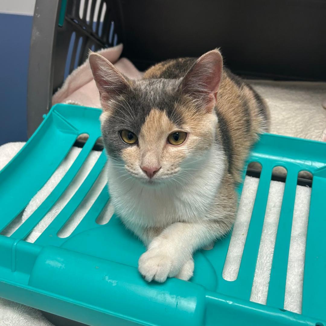 Enlarge Lily - Needs Foster Home, a Adoptable mixed breed in Arlington, VA image 2/3