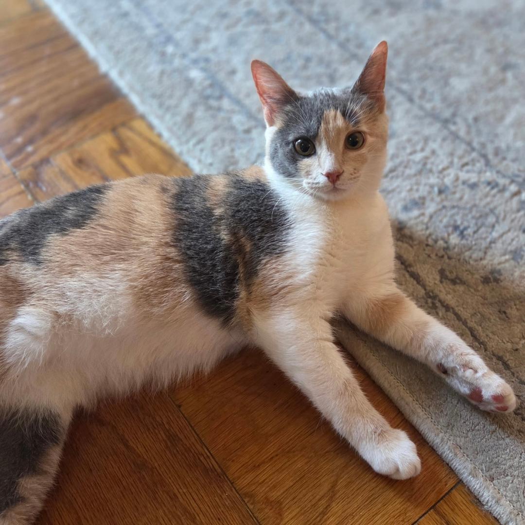 Enlarge Lily - Needs Foster Home, a Adoptable mixed breed in Arlington, VA image 3/3