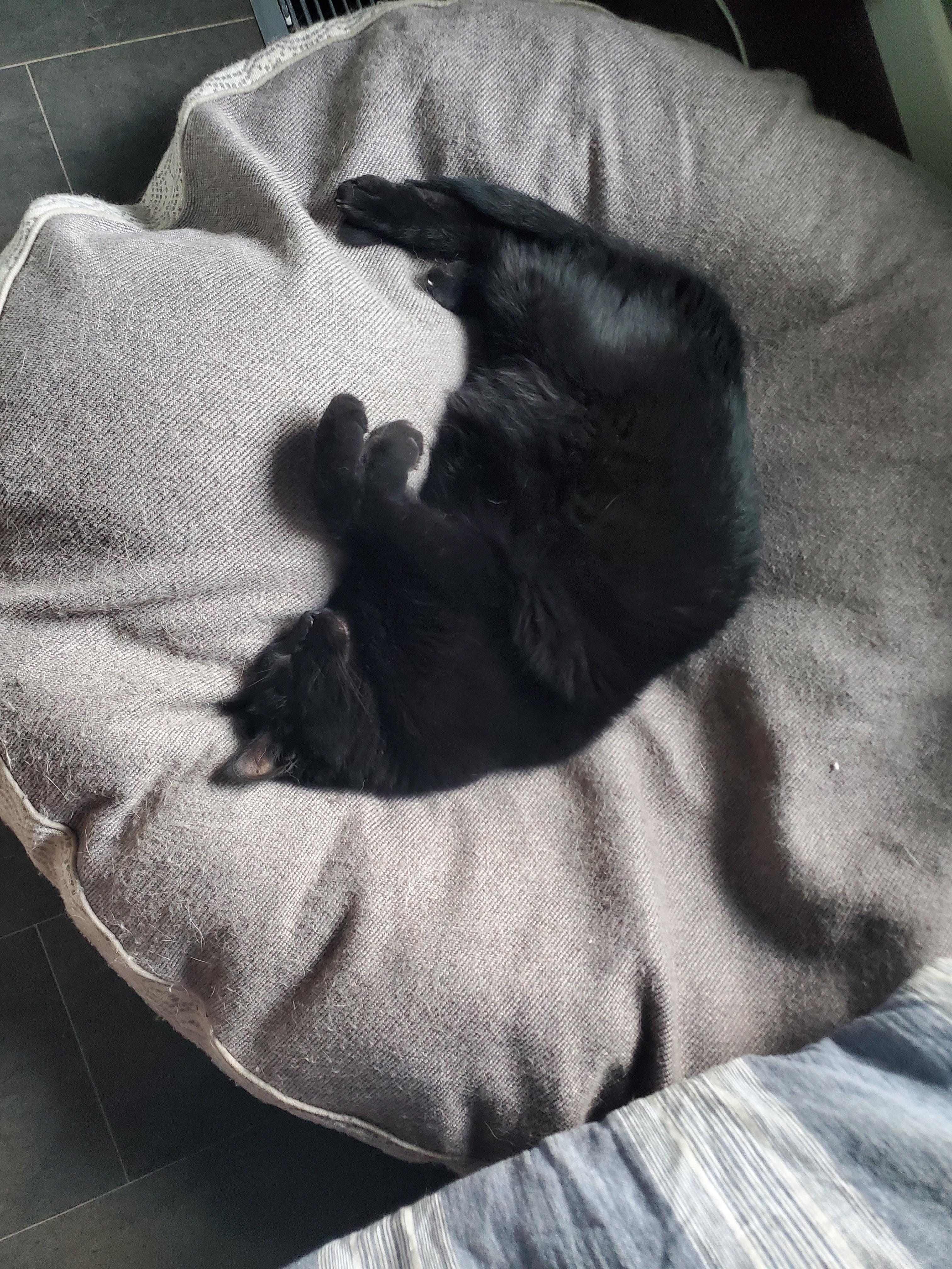 Pookie photo 2