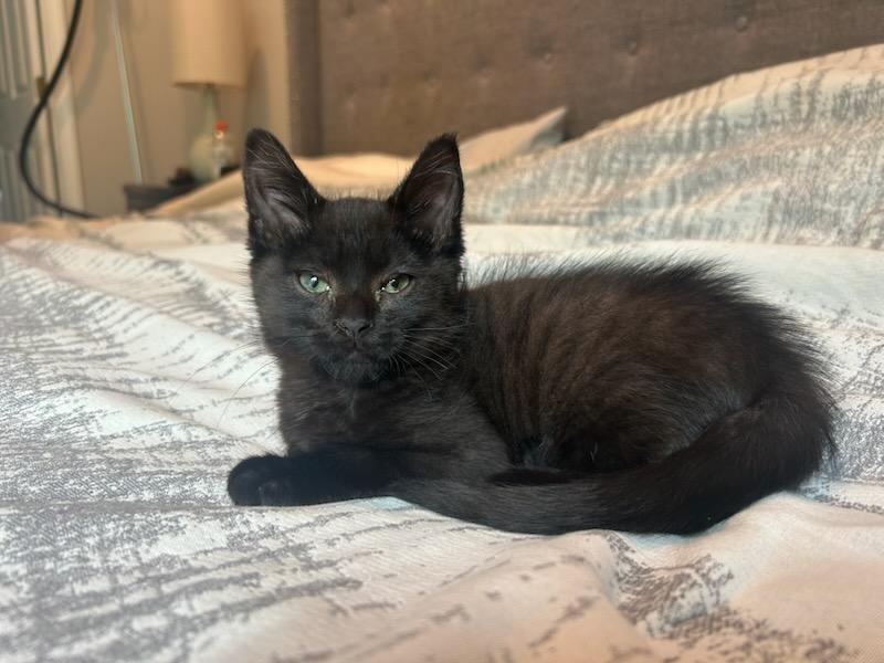 Pookie - ADOPTION PENDING, Baby Male unknown