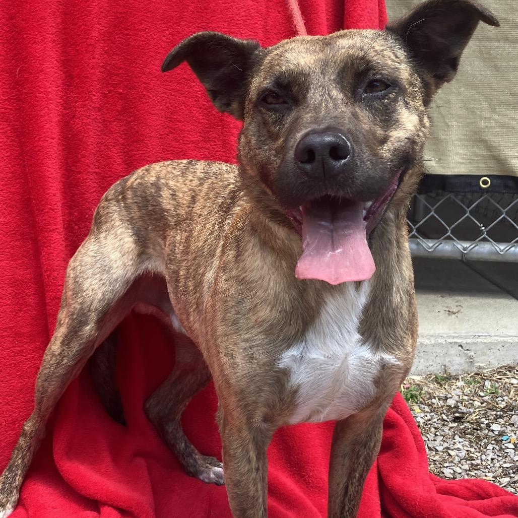 Chitlin, Adoptable, Young Male Mountain Cur & Mixed Breed.